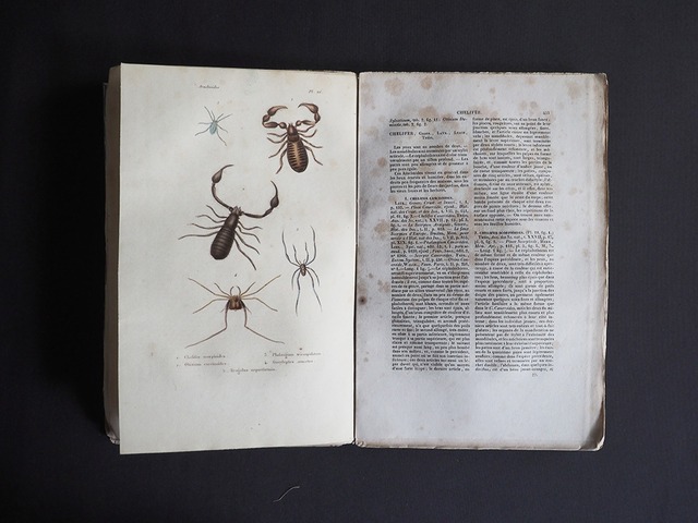 Histoire Naturelle des CRUSTACÉS DES ARACHNIDES