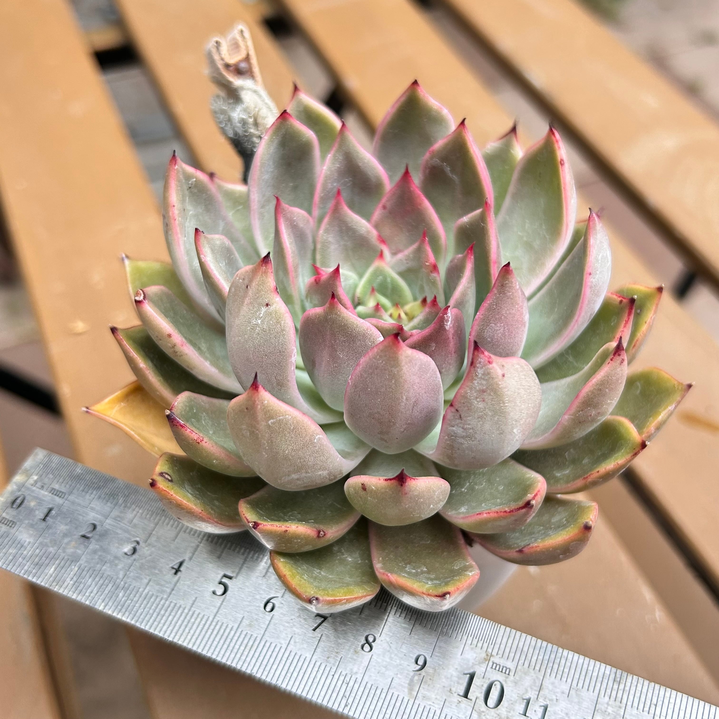 紅香妃 | RuPo 多肉植物専門店