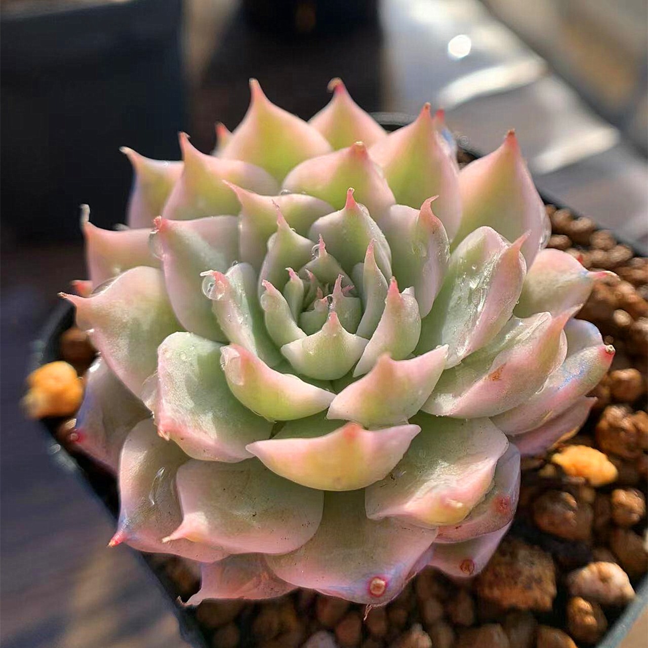 319.多肉植物 寄せ植え エケベリア属 マーガレットレッピン錦 美苗 