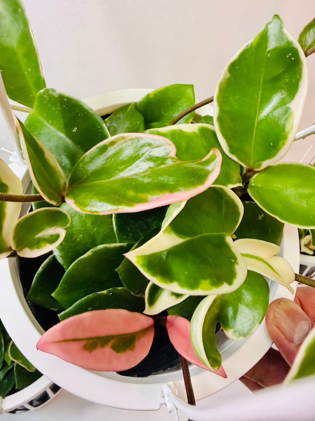 ホヤ カルノーサ （サクララン） 5号吊り | 観葉植物と雑貨のお店