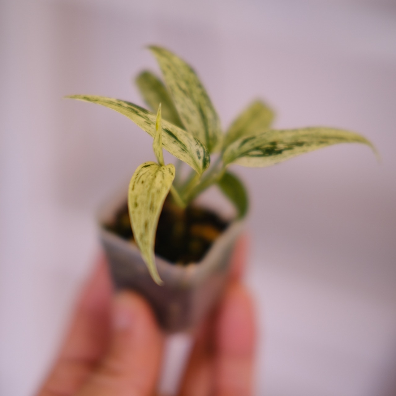 Scindapsus Mutiara│スキンダプサス ムティアラ②│観葉植物