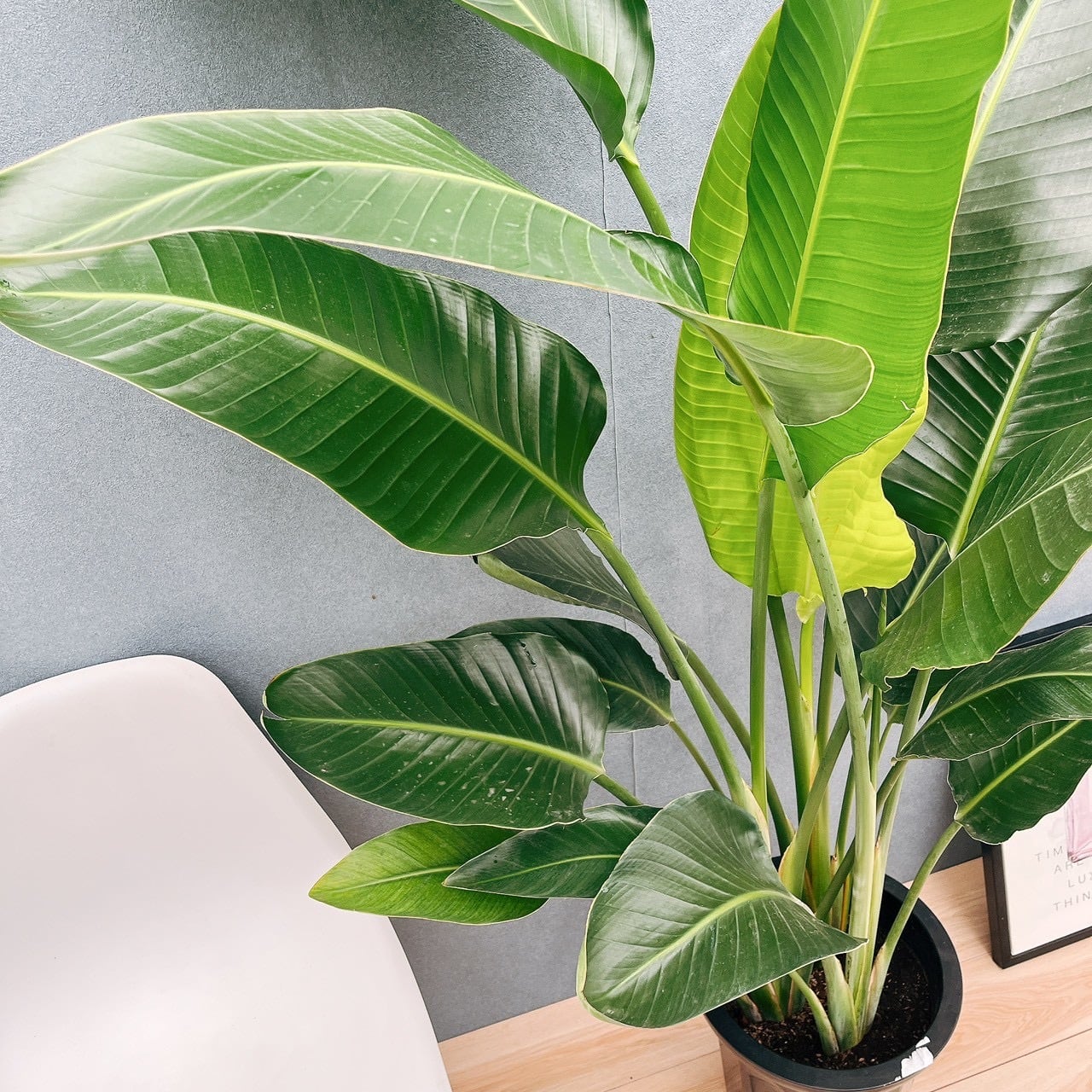 現品］83番 ストレリチアニコライ オーガスタ 10号 尺鉢 観葉植物 大型