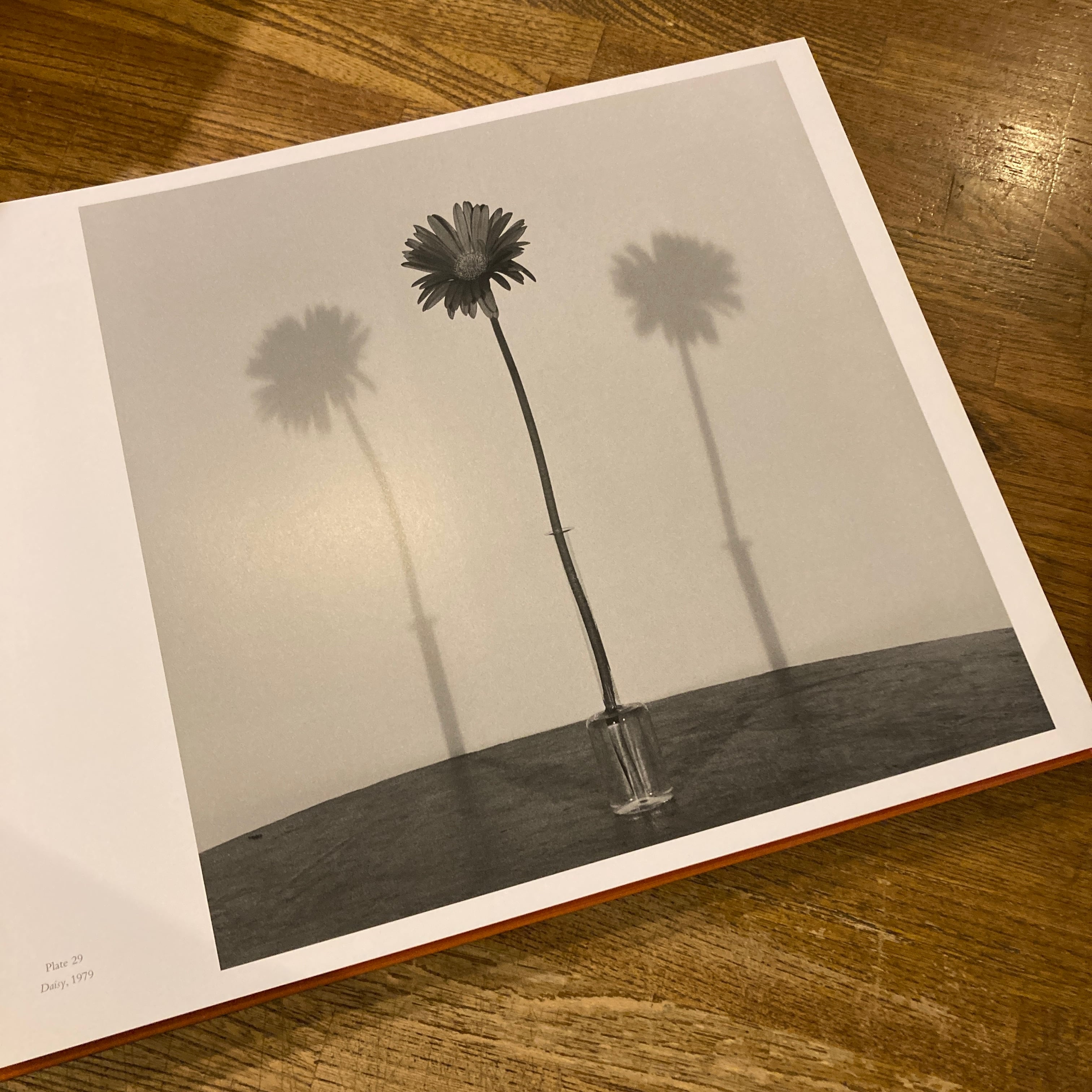 Mapplethorpe: The Complete Flowers / Robert Mapplethorpe（ロバート