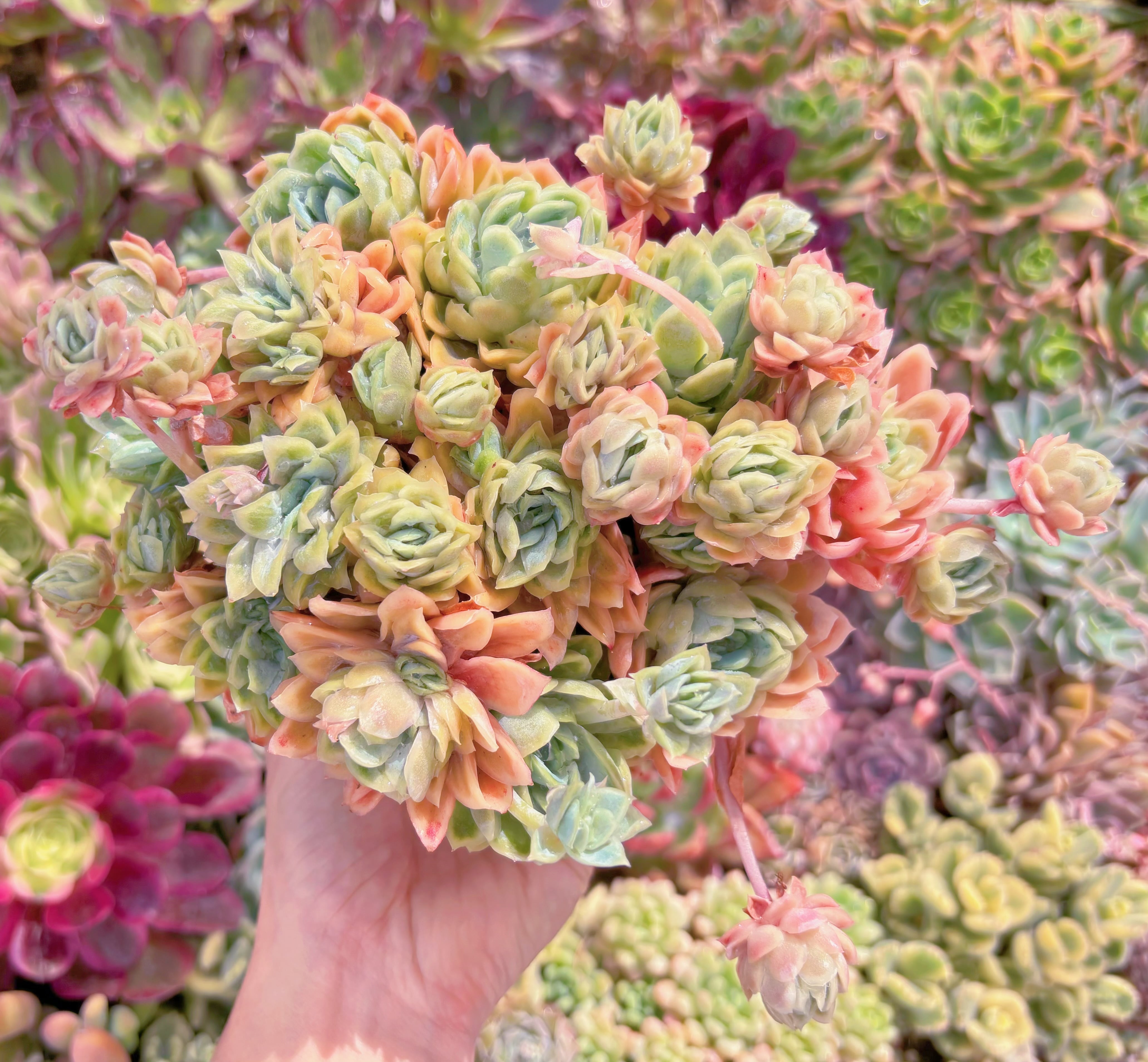 現品　クィーンローズ覆輪錦#902　大群生　新入荷