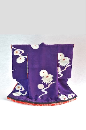 掛こべべ『白牡丹菊 本紫』／40cm