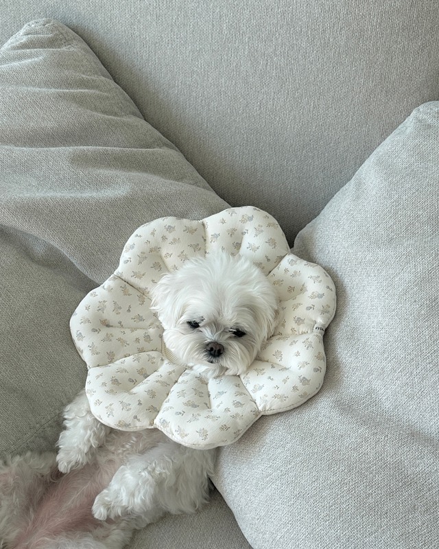 〈即納アイテム〉EYOU  ネックカラー / ピアナネックカラー(ミルクフラワー)S、Mサイズ