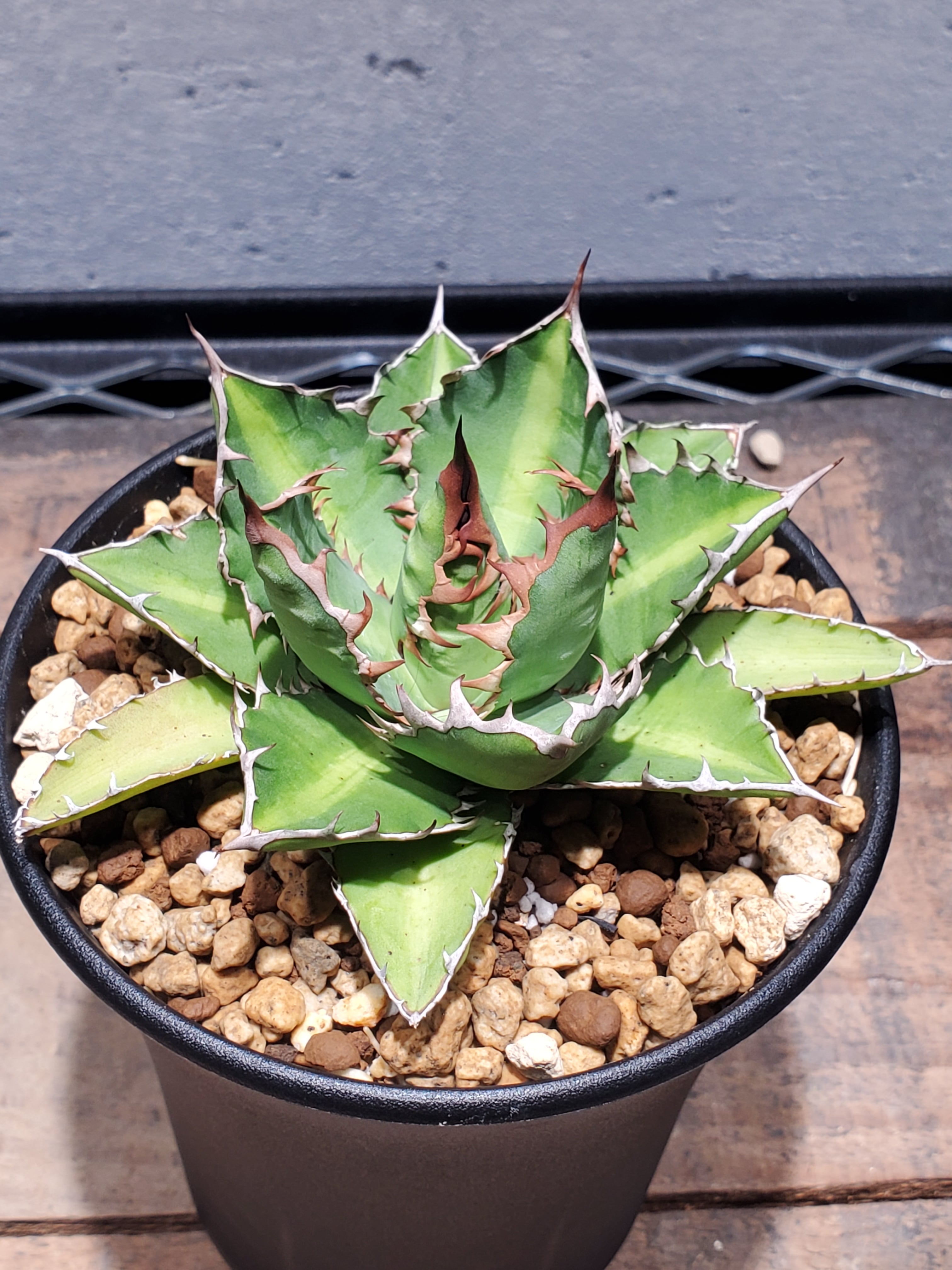 アガベ　ハイブリッド　ファンキートゥース　チタノタ　斑入り　パリー　パラサナ アガベ ハイブリッド ファンキートゥース チタノタ 斑入り