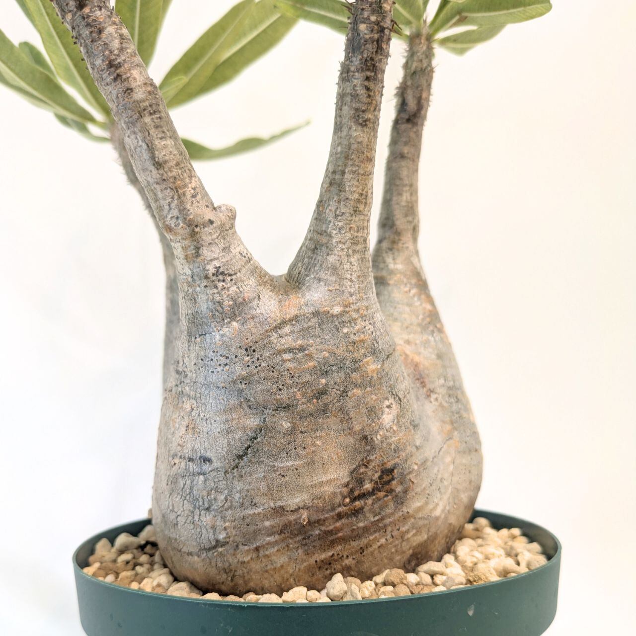 パキポディウム ロスラーツム グラキリス Pachypodium rosulatum var