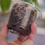 Anthurium Queen of Heart / アンスリウム クイーン オブ ハート⑳ / 観葉植物<育て方・花言葉>