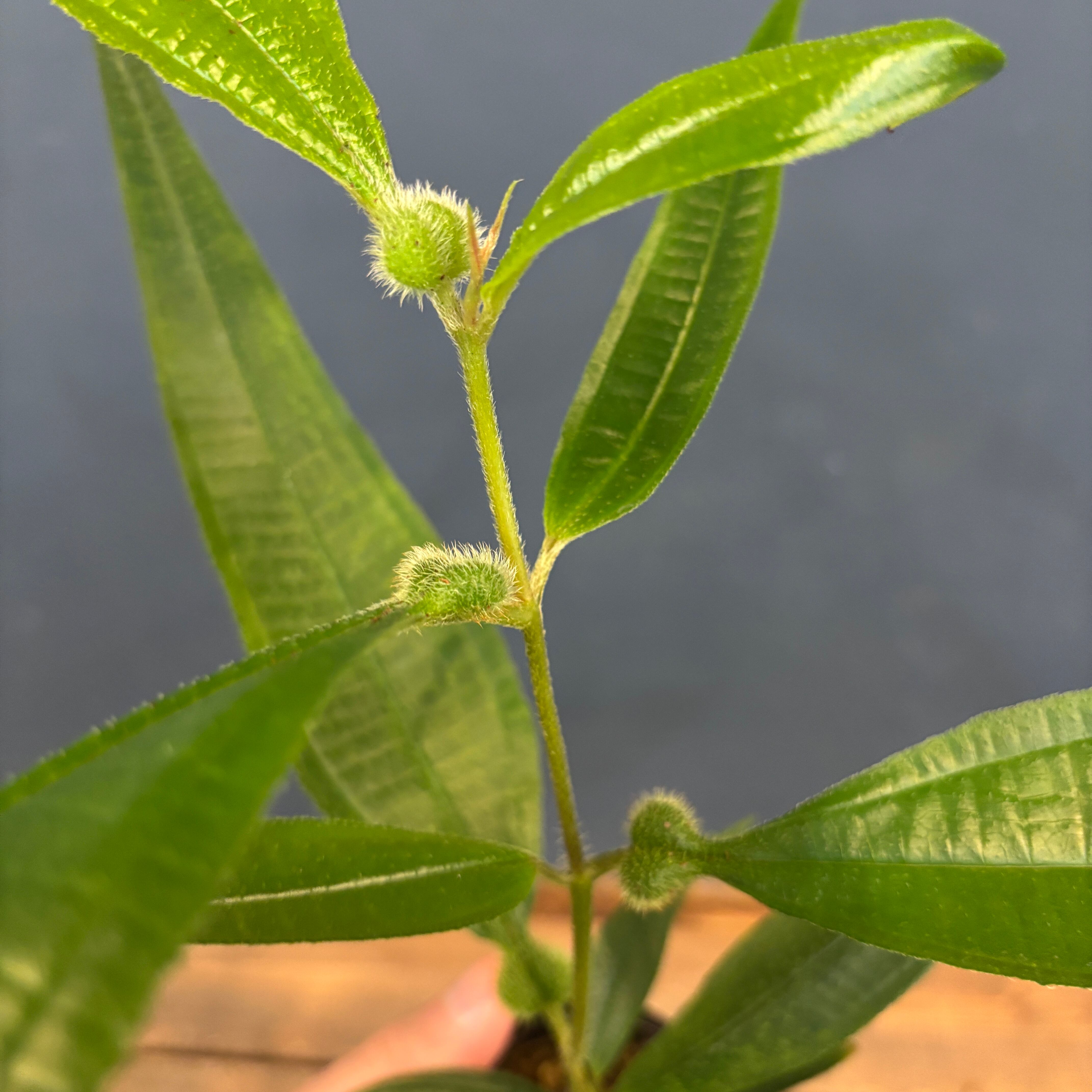 トコカ sp.【147】 | PROTOLEAF プロトリーフ