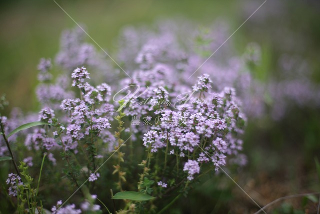 175 タイムの花「食用花」