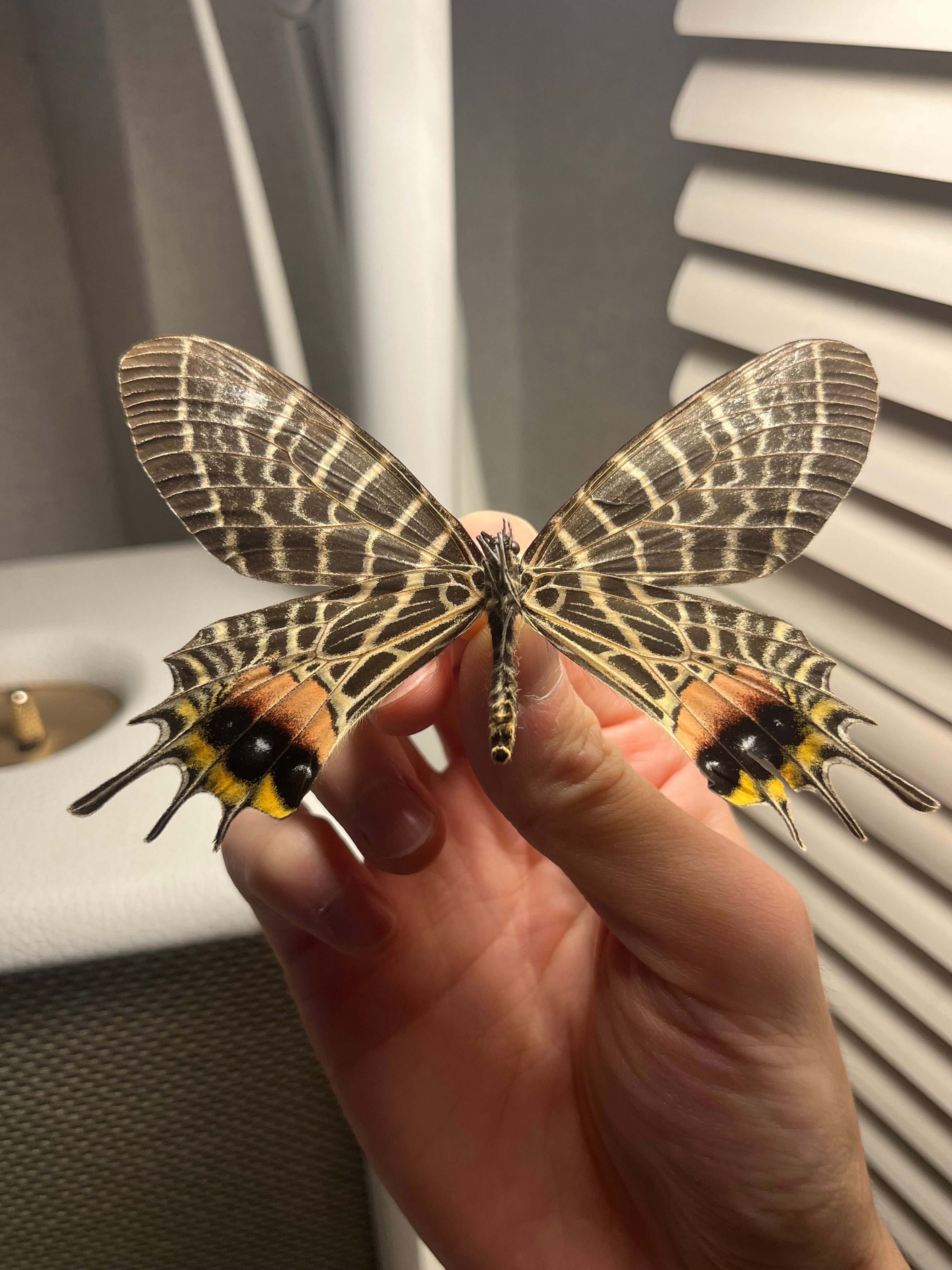 巨大C品】シボリアゲハ モルフォ蝶 蛾ピカソモスモルフォチョウMorpho