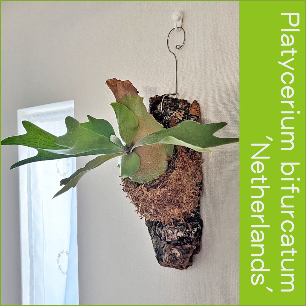 ビカクシダ ネザーランド 板付 【観葉植物 室内 コウモリラン