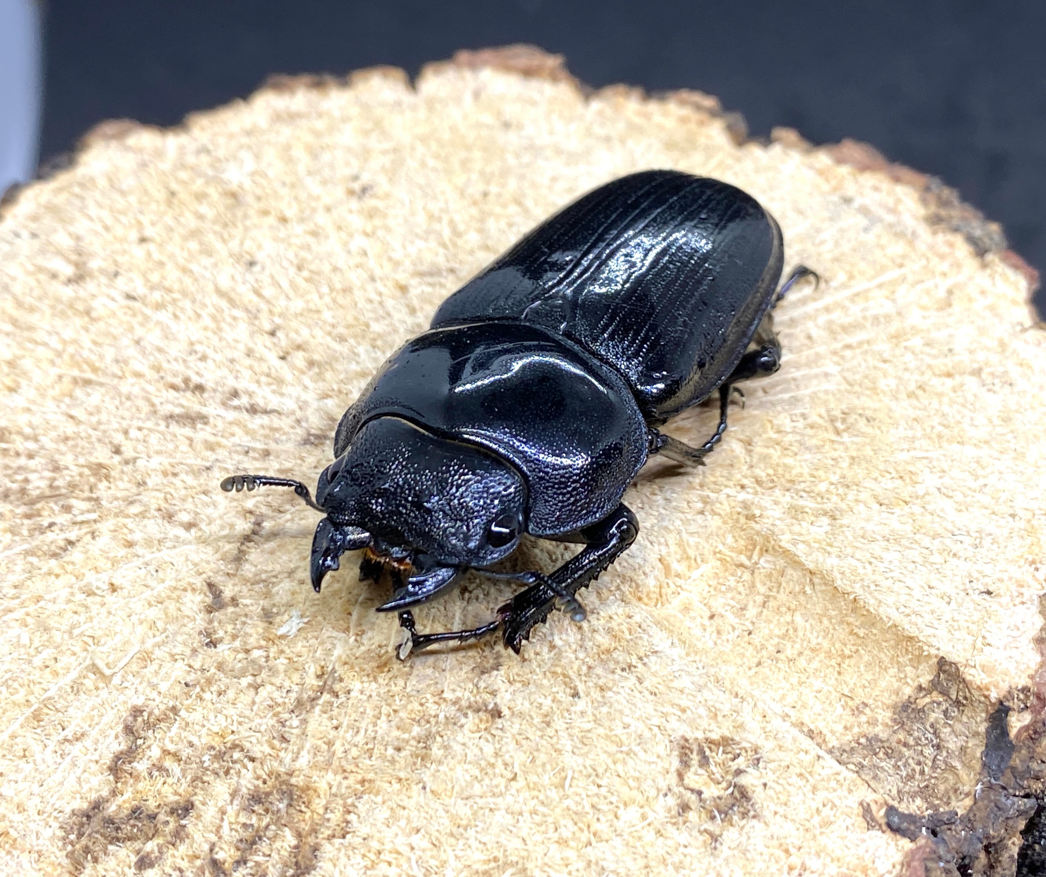 奈良輪川西 奈良輪本家 ♀単 53.4mm 23N15 H15.2mm | 夢旅路 Dream  