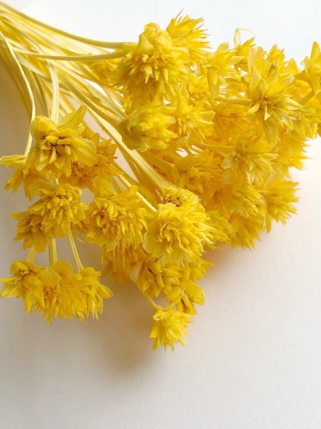 シェア花材☆ミニコーンフラワー イエロー