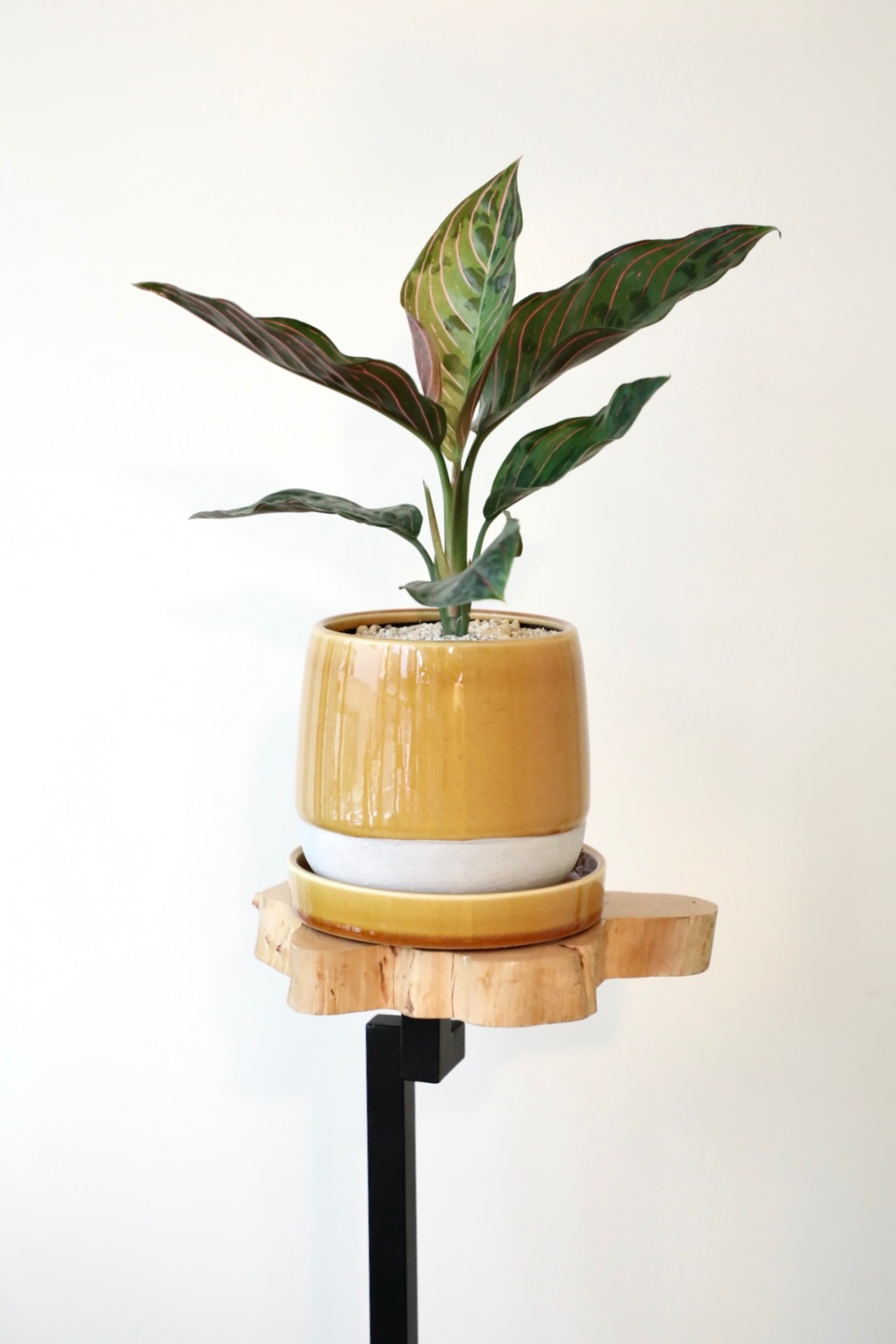 【希少】【S】アグラオネマ レッドアーミー/Aglaonema red Army ※陶器鉢付き