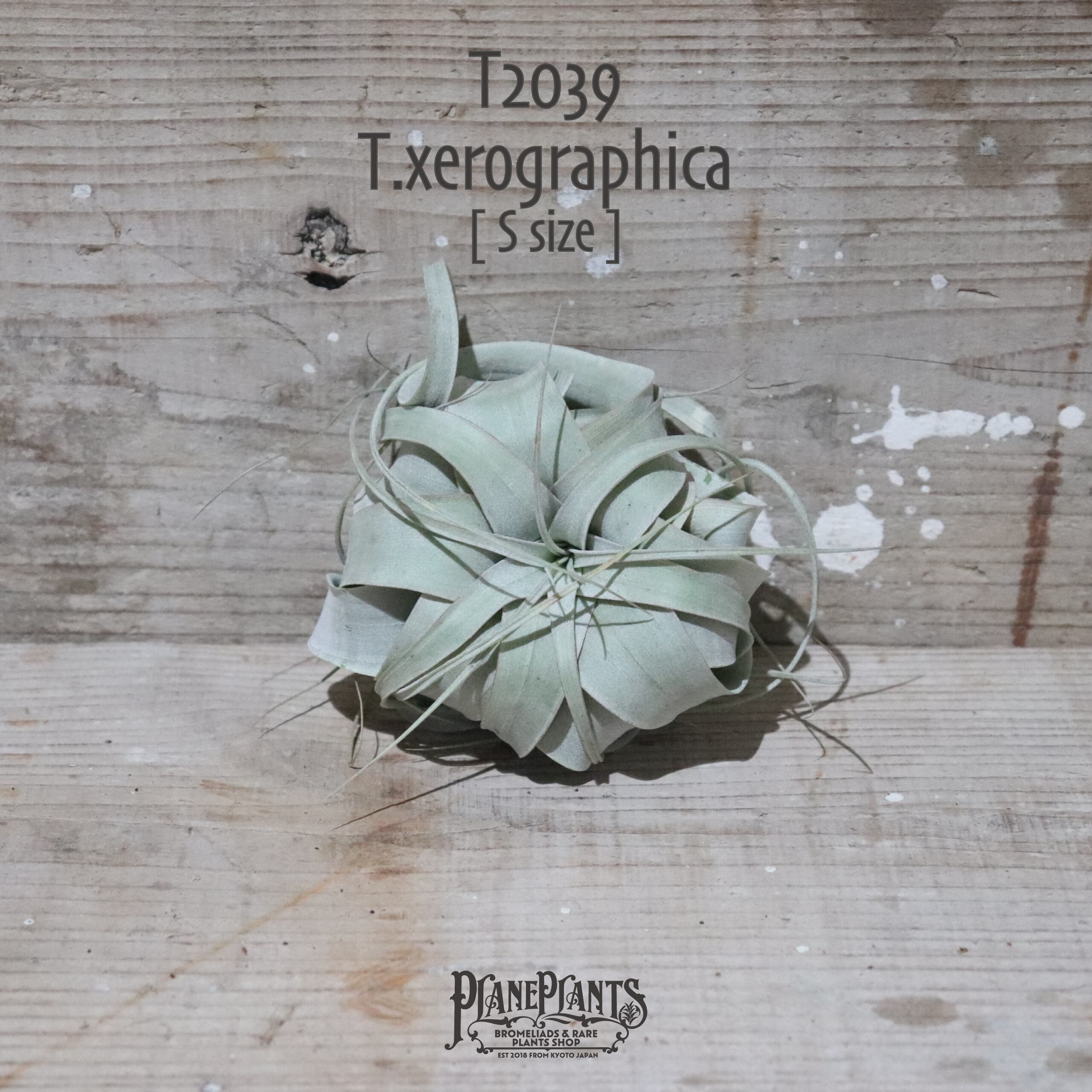 【送料無料】キセログラフィカ S〔エアプランツ〕現品発送T2039