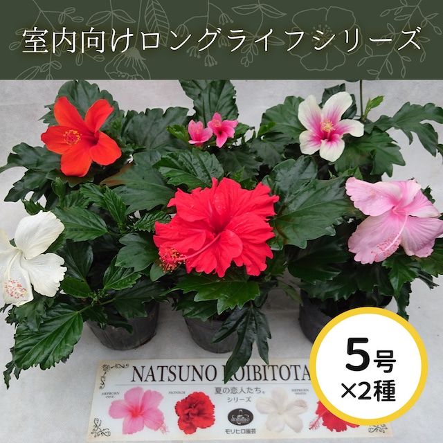 ロングライフシリーズ5号2色MIXかご入り【屋内向け】