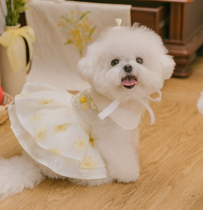 予約【todley】Blossom Hanbok Dress《Yellow》