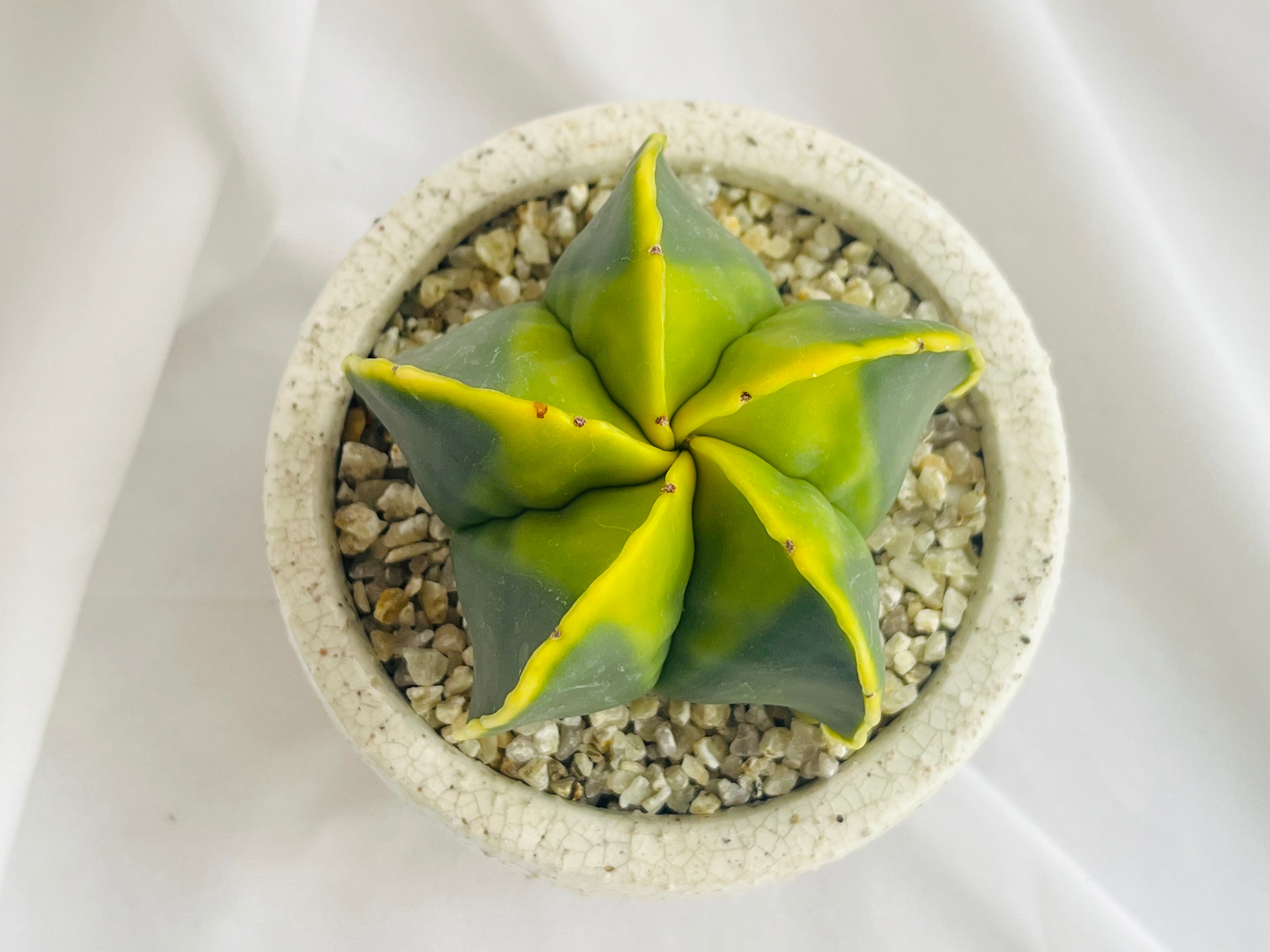 Astrophytum myriostigma アストロフィツム 紅葉ヘキラン 紅葉碧瑠璃