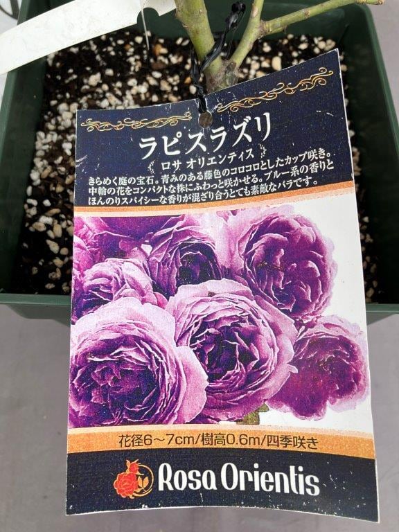 今関アキラコ、【薔薇】 08直前SE】バラ ラストナイトオンアース50cm 堀木園芸【生花】 - 花材