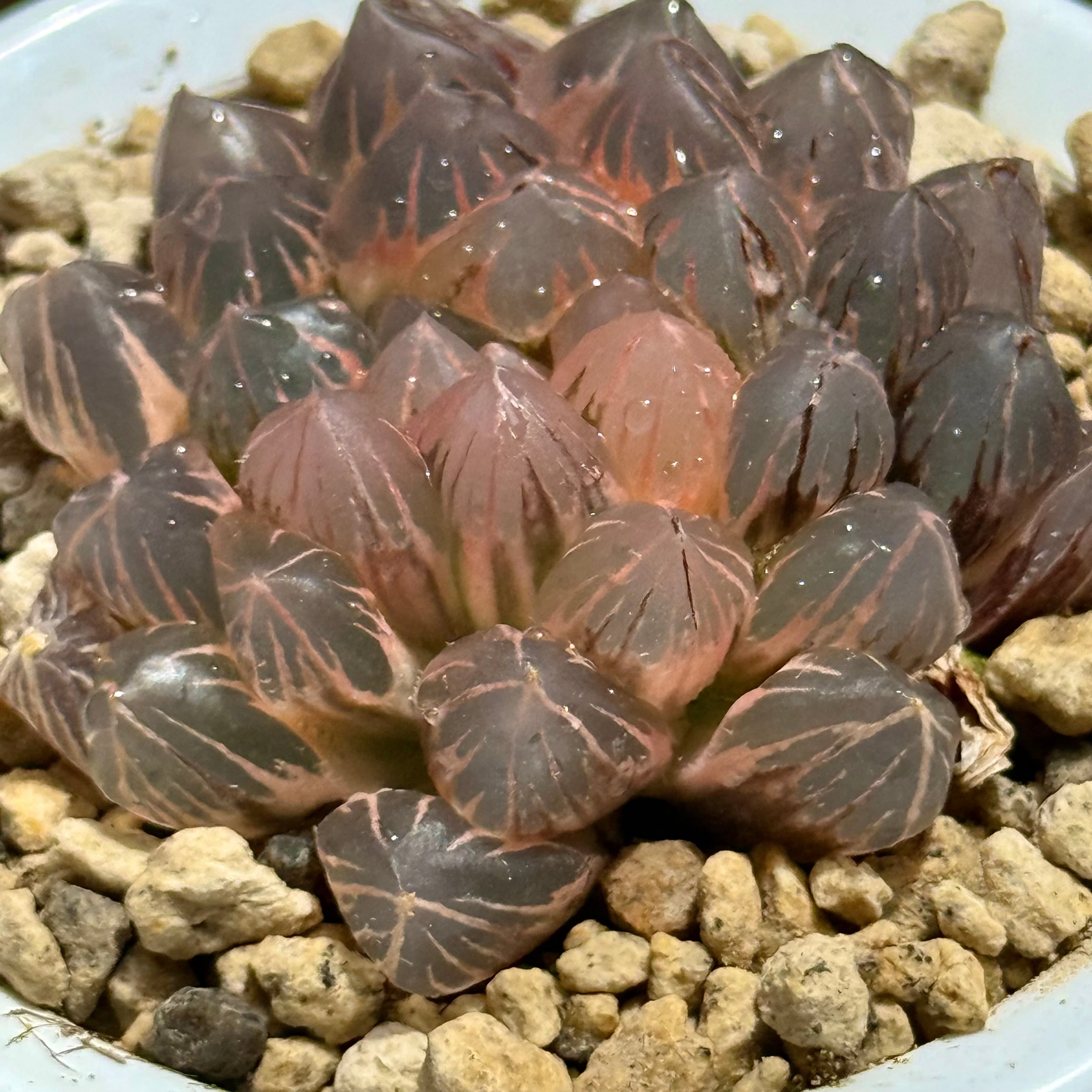 紫王オブツーサ錦 B157 糊斑超美株 | 珍しいハオ楽園