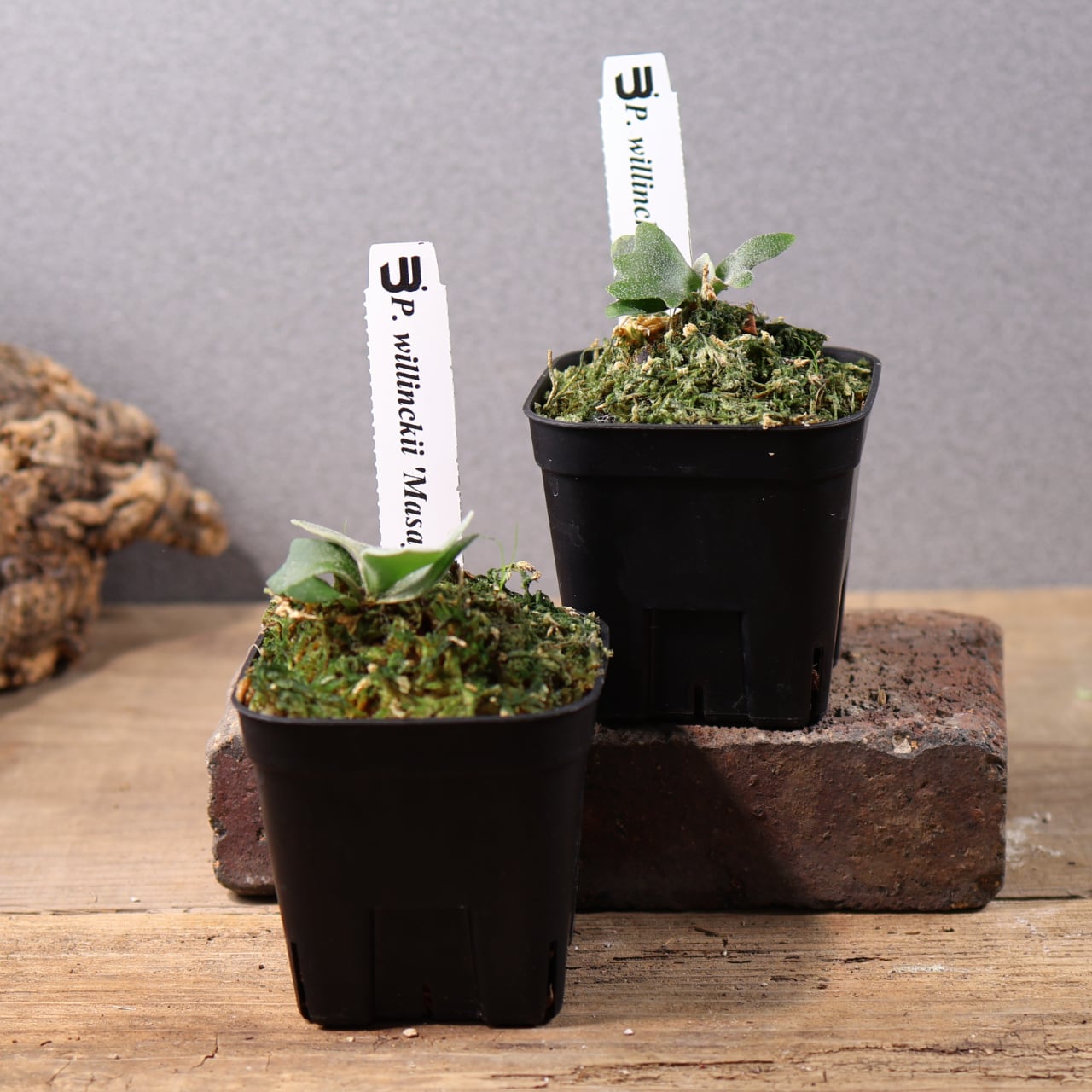 700『ビカクシダ ウィリンキー Masayu TC』 観葉植物【送料無料