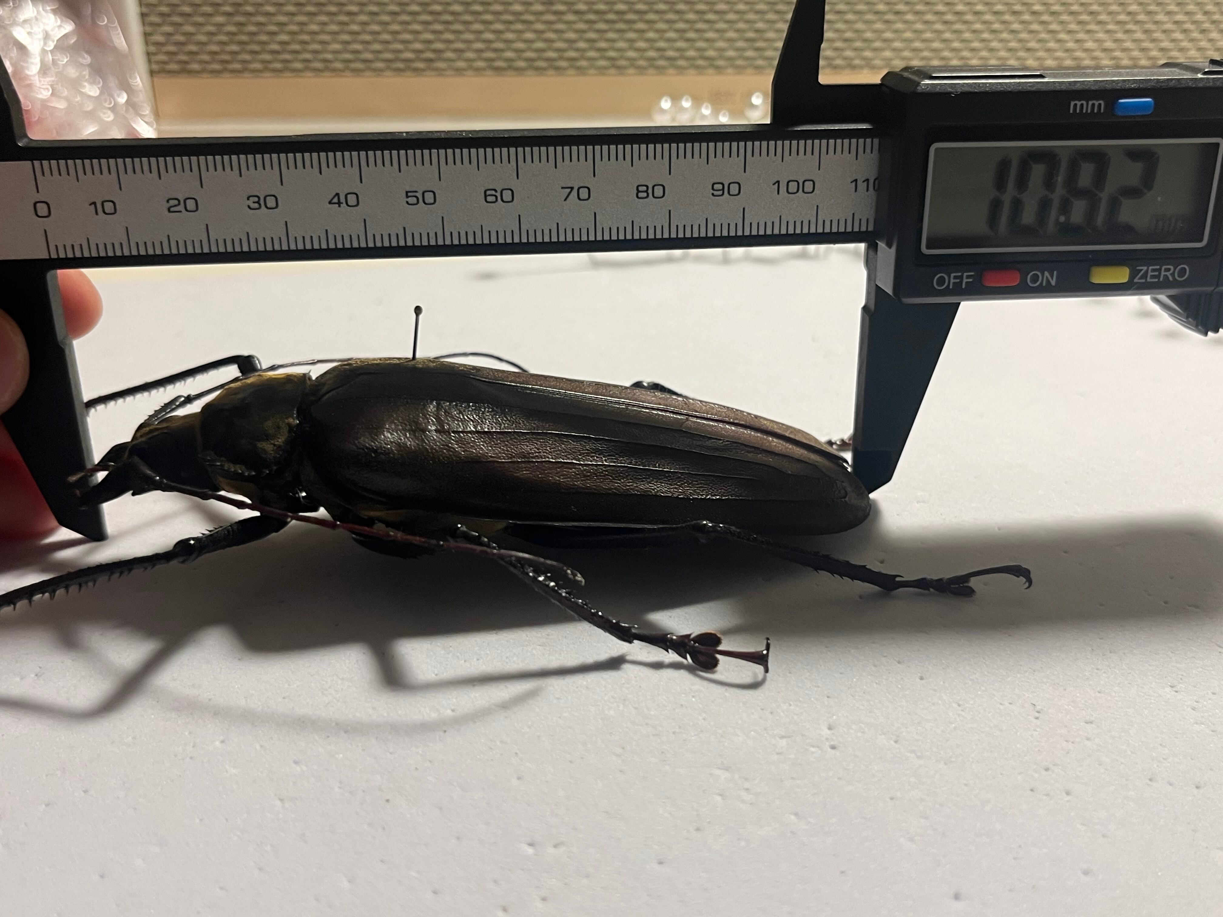 108mm♀】スジバネトゲフチオオウスバカミキリ ブルウスバカミキリ