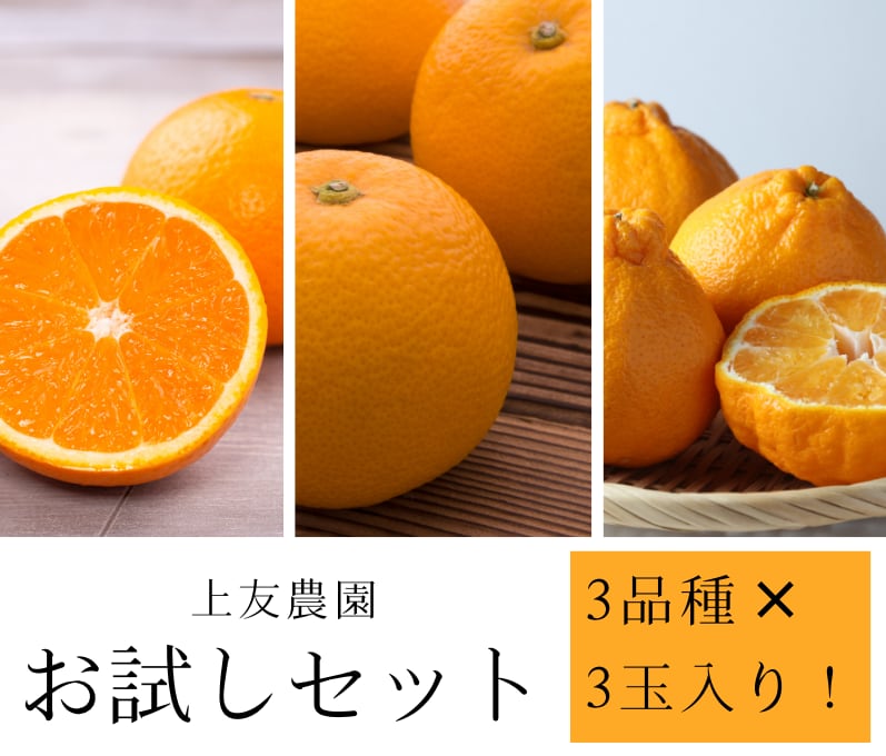 初めてご購入の方はまずコレ!上友柑橘お試しセット