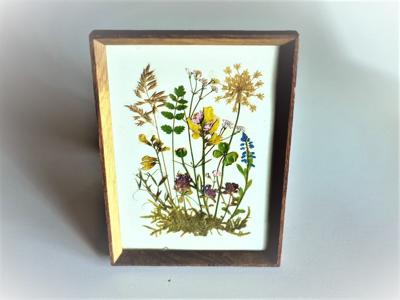 壁掛けの額入り押し花a ヴィンテージドイツ ボタニカルアート 押し花アート インテリア