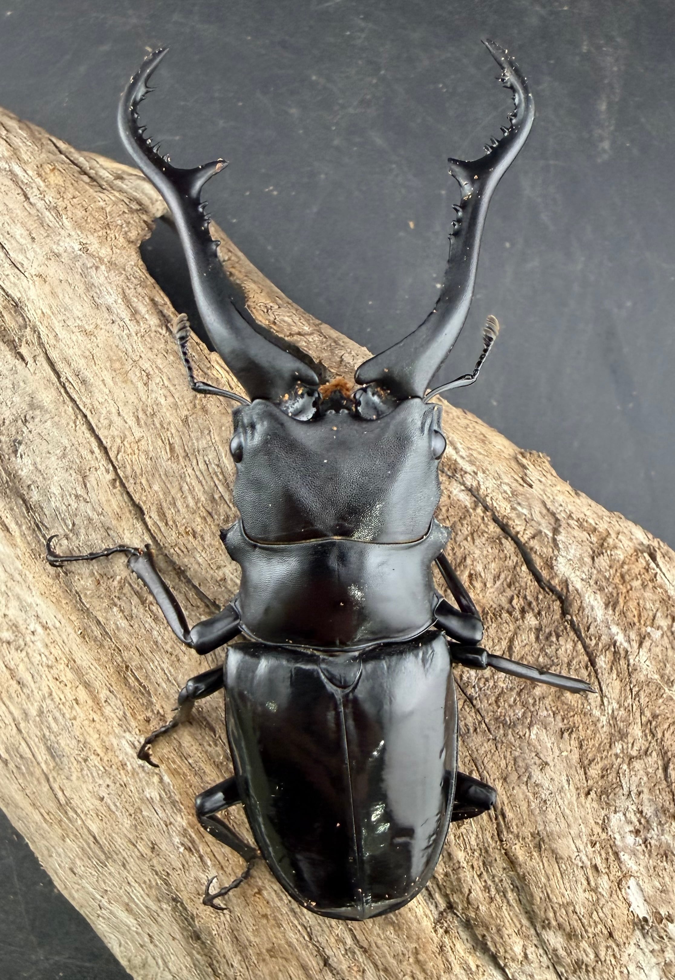 WD】《 ギラファノコギリ亜種マキタイ 南カマリネス産 96.5mm A'品ペア