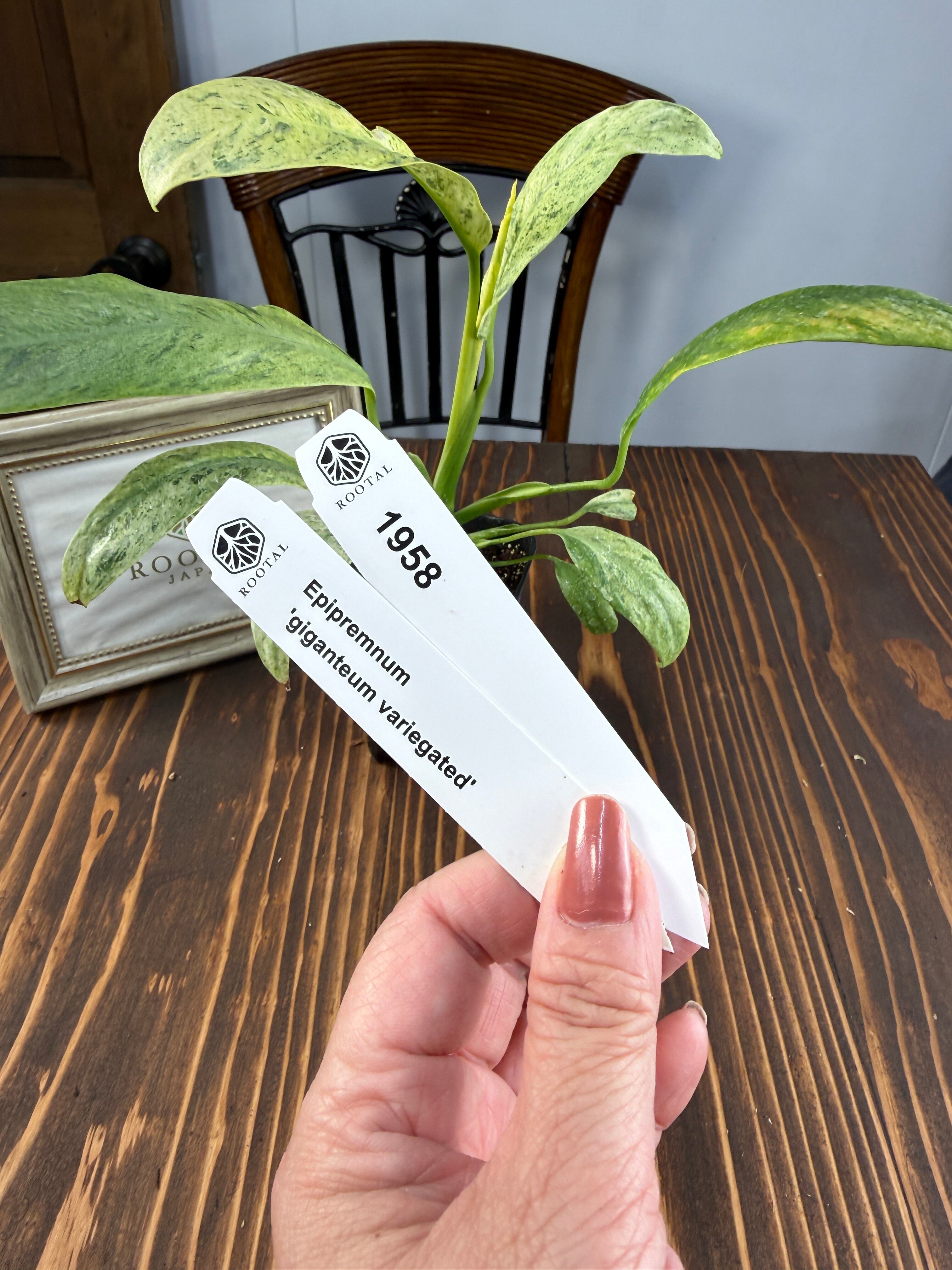 ★1958エピプレムナム ‘ギガンテウム‘マーブル(2.5号ロング硬質ポット)