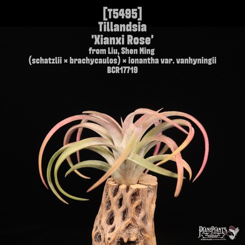 【送料無料】'Xianxi Rose'〔エアプランツ〕現品発送T5495