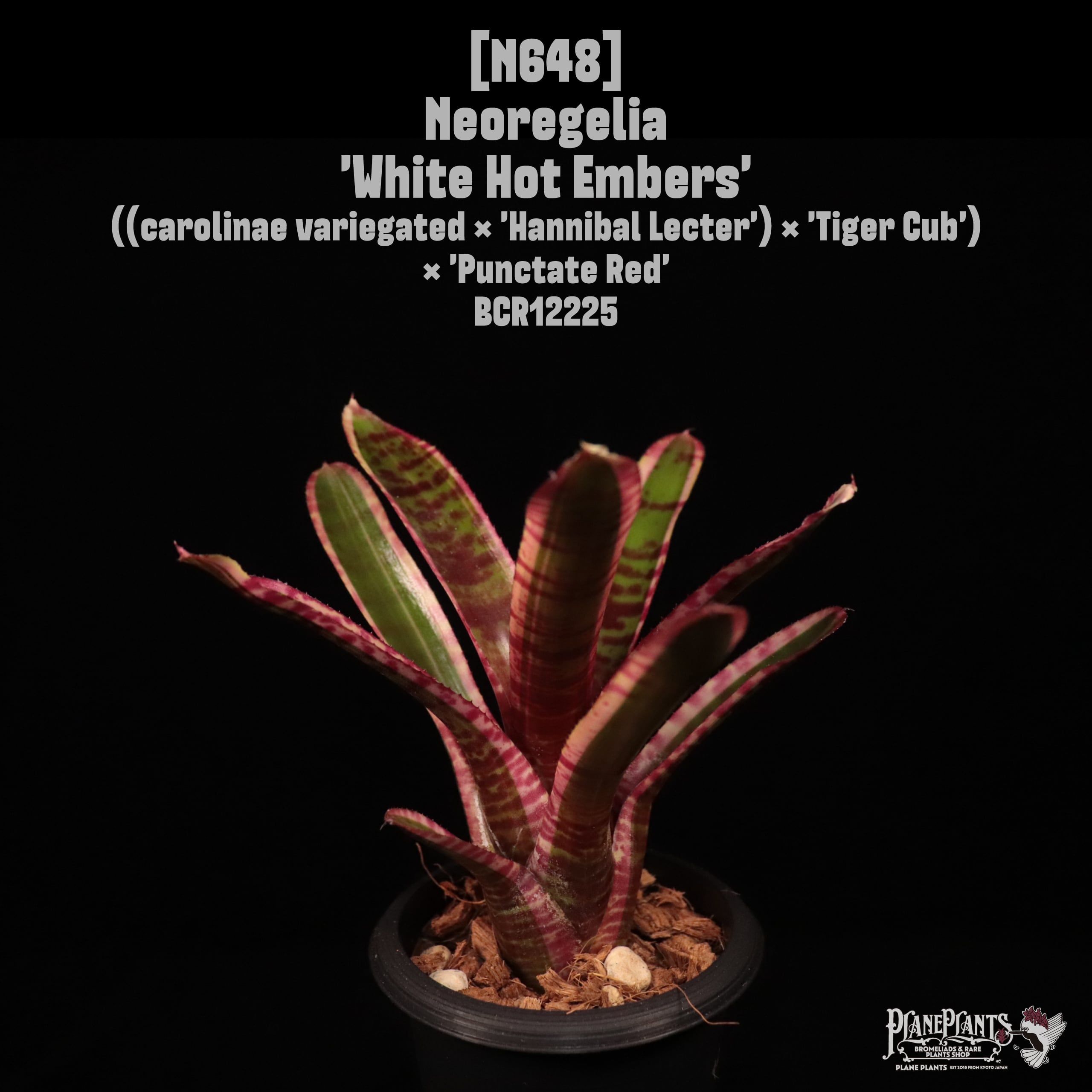 【送料無料】Neoregelia 'White Hot Embers'〔ネオレゲリア〕現品発送N648