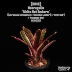 【送料無料】Neoregelia 'White Hot Embers'〔ネオレゲリア〕現品発送N648