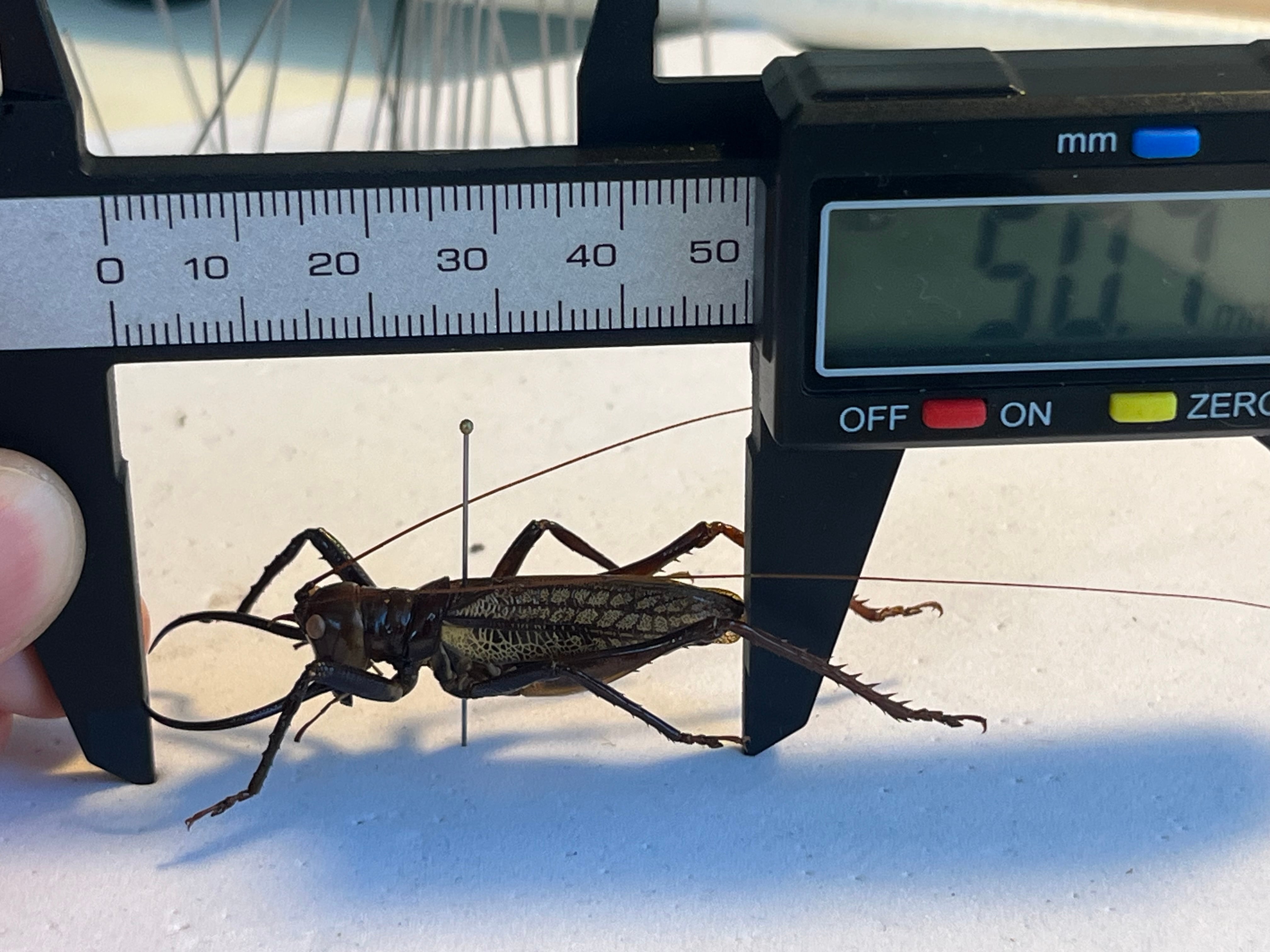 極美展足】クワガタキリギリス 化け物キリギリス 昆虫標本 ウェタ