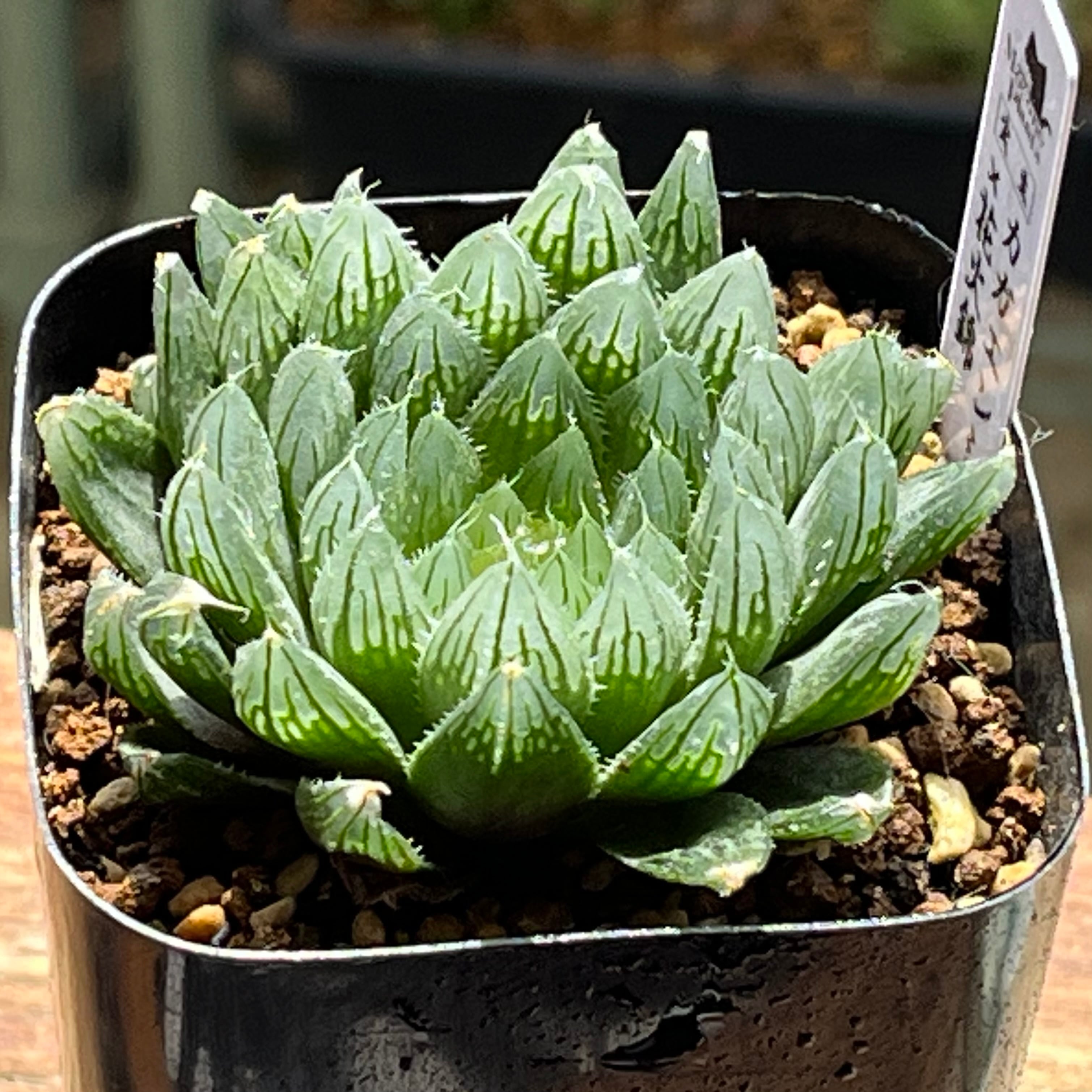 ハオルチア ミシェルミュータント | mocono_plants