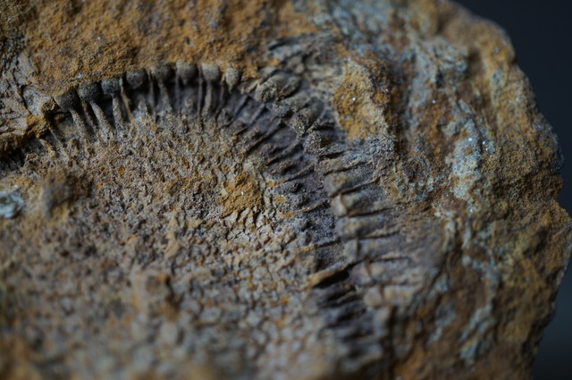 モロッコディスカス化石 Moroccodiscus smithi 2381