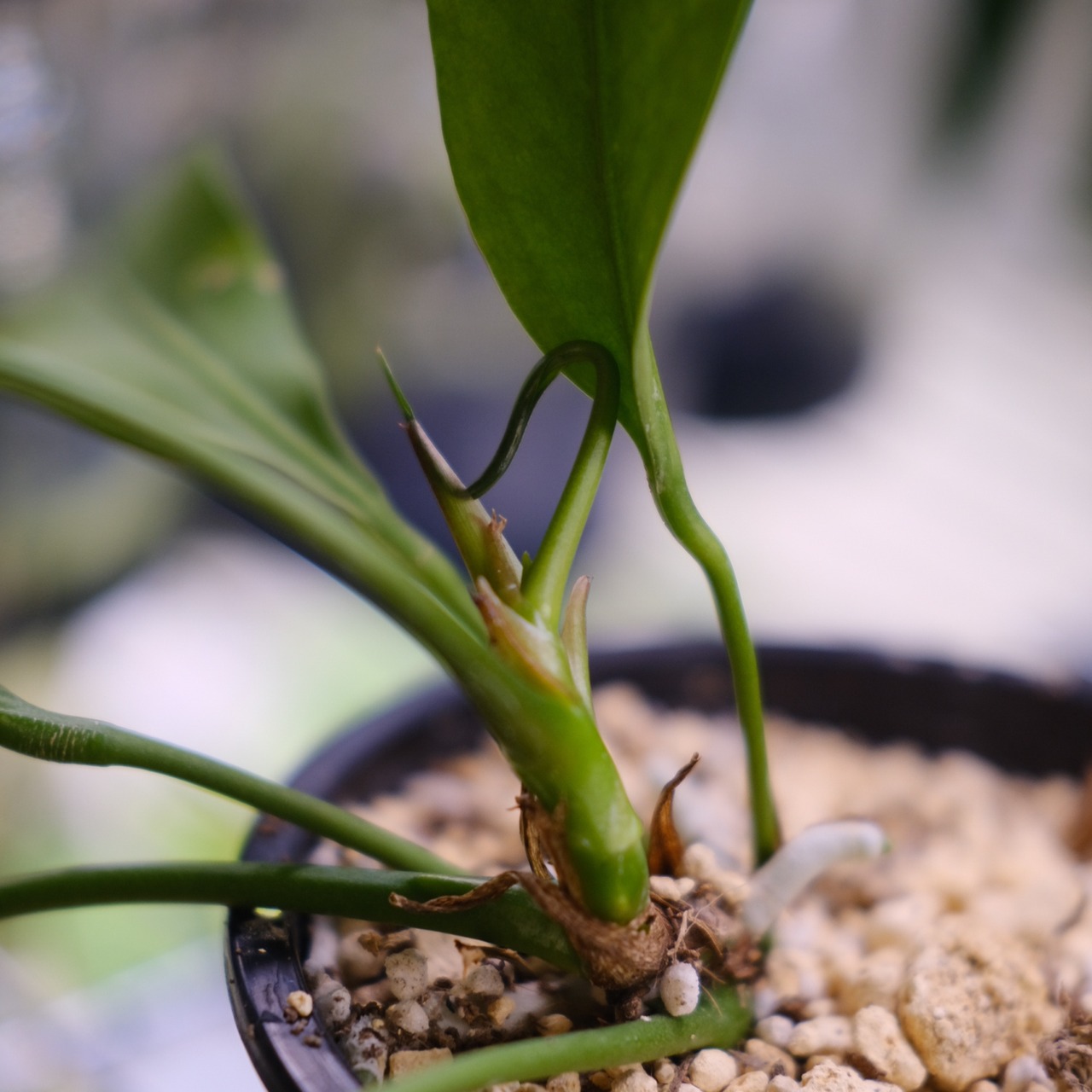 アンスリウム ビッタリフォリウム / Anthurium Vittarifolium④ / 観葉植物<育て方・花言葉>