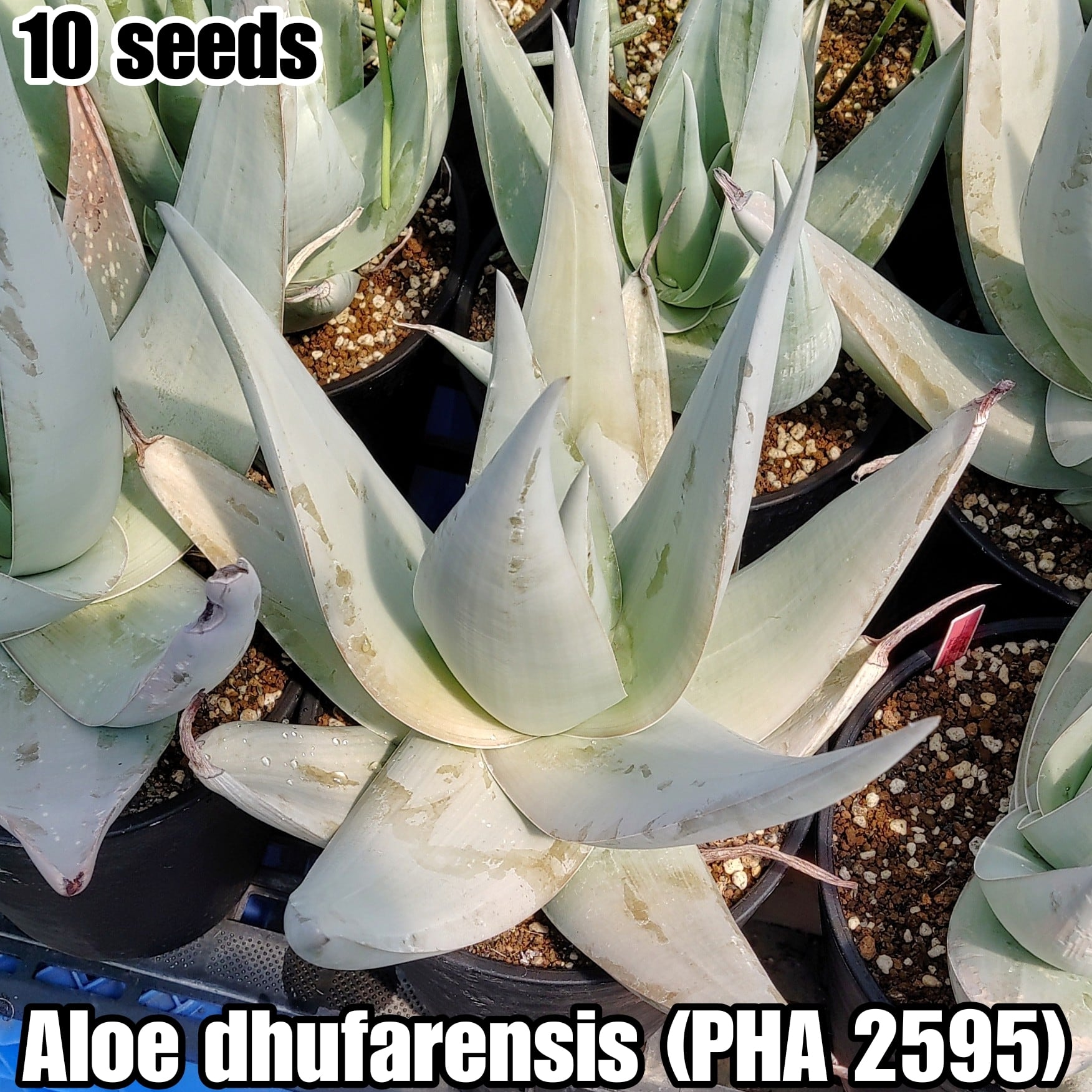 種子/10粒】Haworthia picta (GM 256)/ハオルチア・ピクタ | YAJIMA
