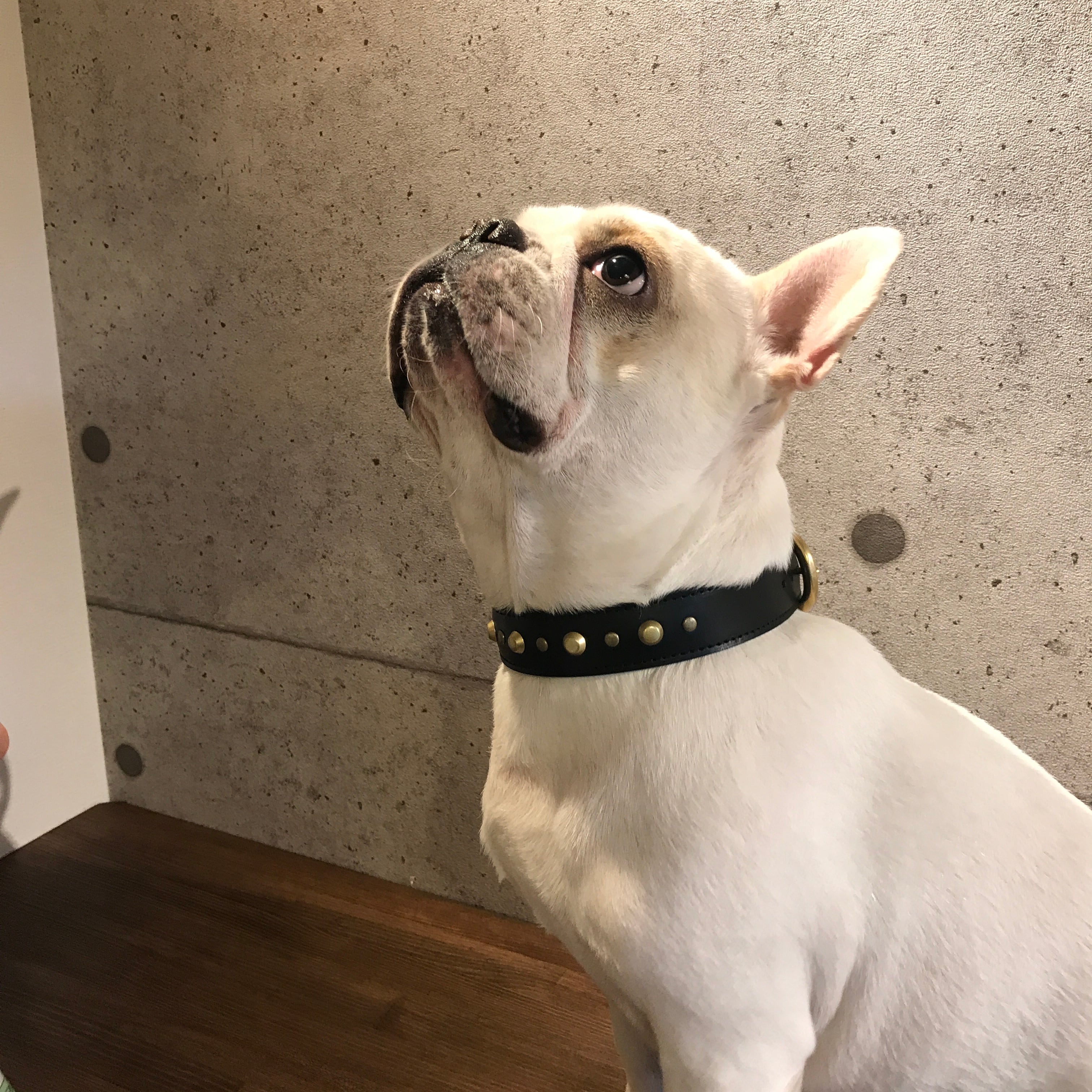 Bull. スタッズ付き レザーカラー（首輪） ブラック | Bull.Tokyo