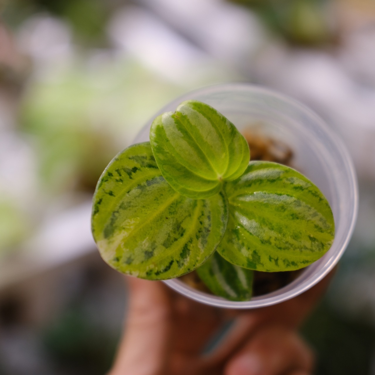 Peperomia argyreia variegated / 極斑入り スイカペペロニア②│観葉植物