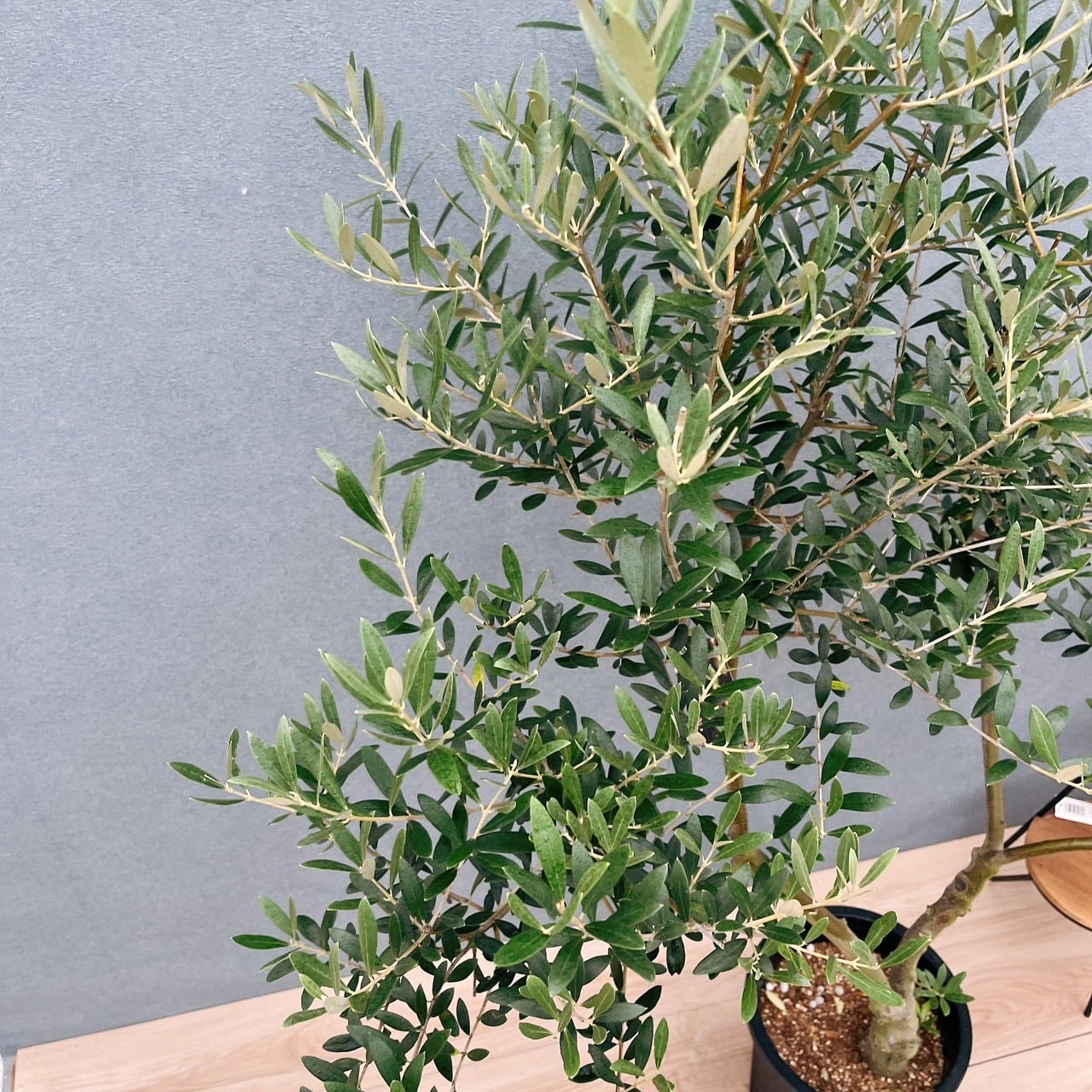 ［現品］※売約済※ 20番　創樹　オリーブネバディロブランコ　8号　大型 現品］20番 創樹 オリーブ ネバディロブランコ 8号 観葉植物 大型 屋外