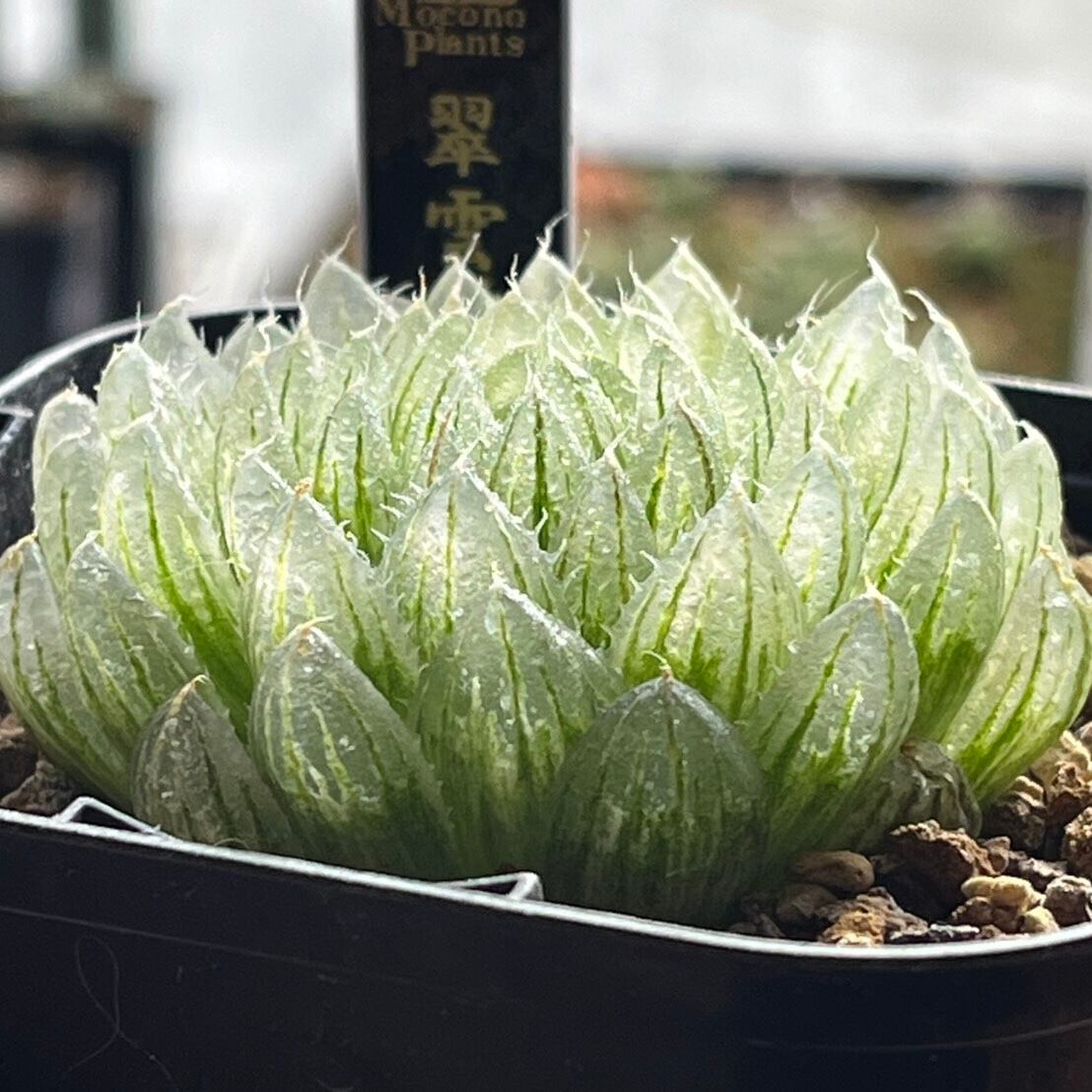 ハオルチア 翠雲錦③ | mocono_plants