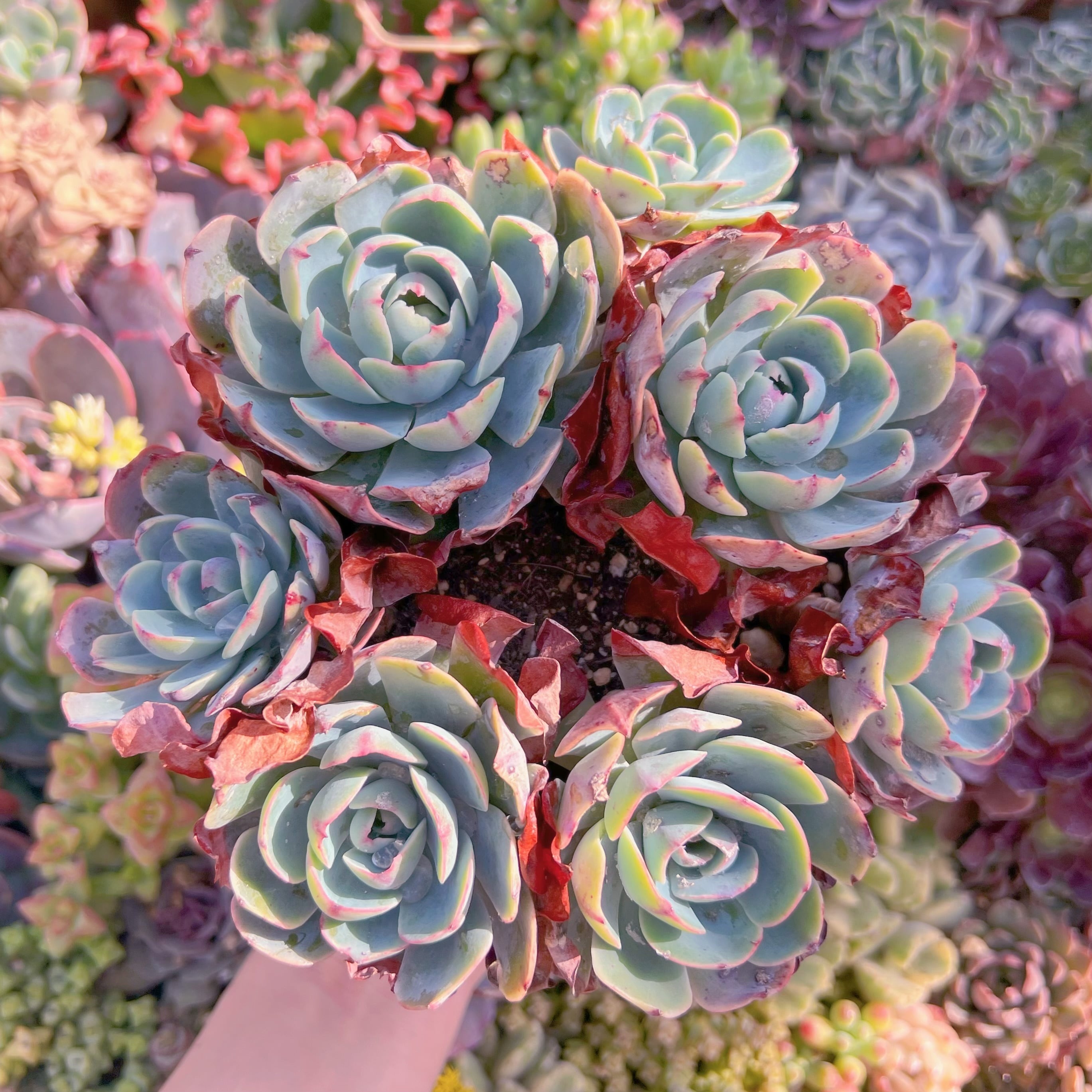 現品　アミスター#A038　特大群生　るる農園