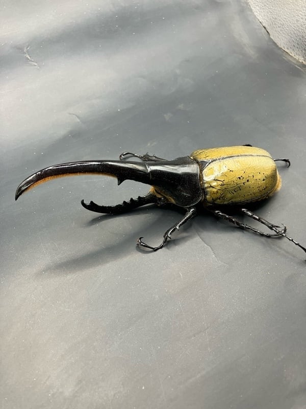 死着保証◯】130mm ヘラクレスオオカブト 成虫 オス 【オプションで