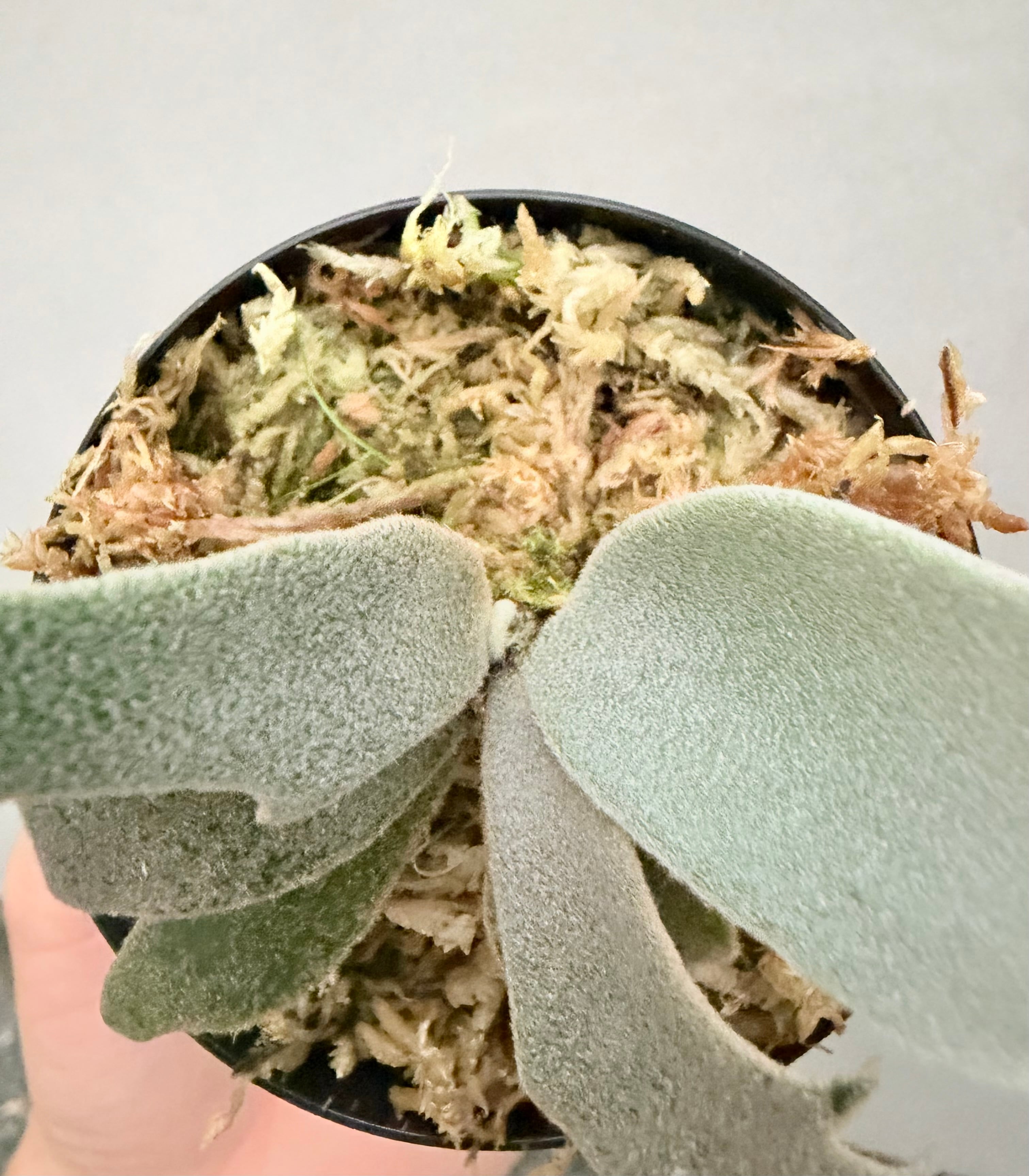c) P. willinckii 'Mew' x P. willinckii 'Snow' ④ ビカクシダ