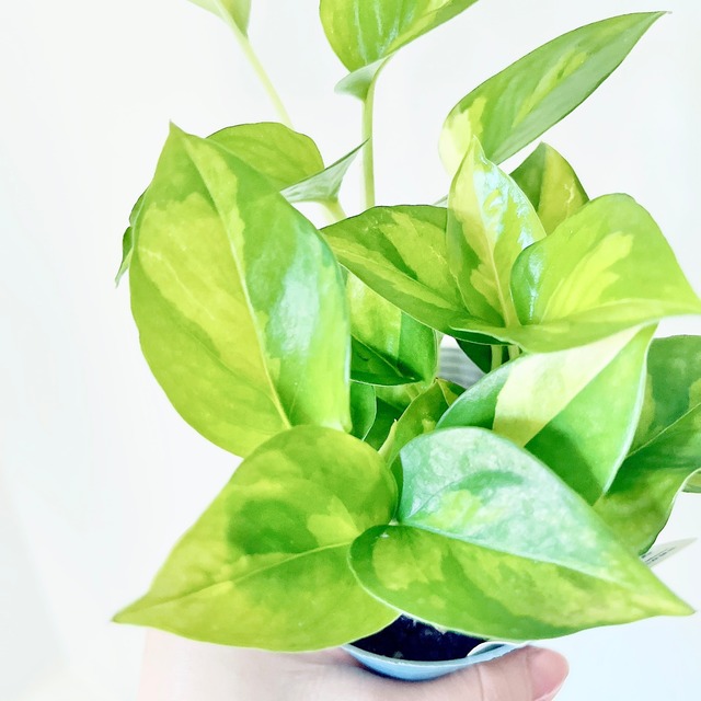 初心者さんも安心。届いてすぐ飾れるポトス2種のハンギンググリーン 観葉植物　calm cafe