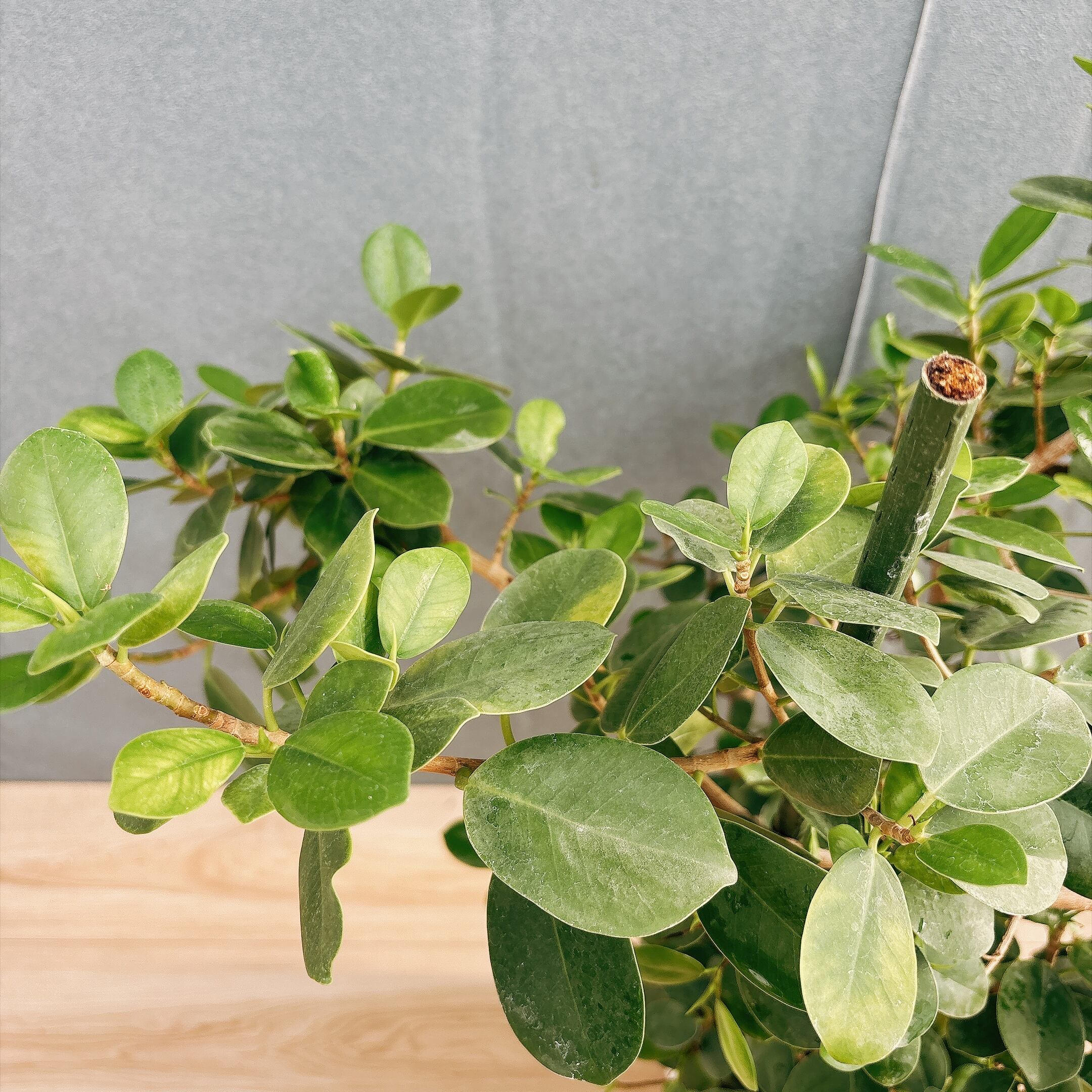 現品］【希少】A32 パンダガジュマル 盆栽仕立て 8号 観葉植物 室内