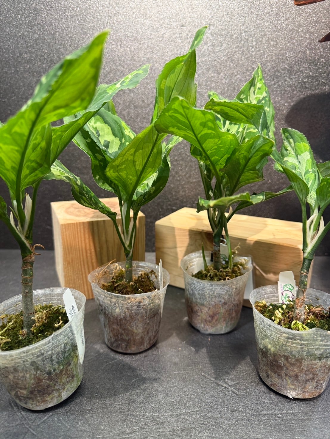 ピクタムトリカラーワイド アグラオネマ 観葉植物 2.5号 希少 迷彩柄